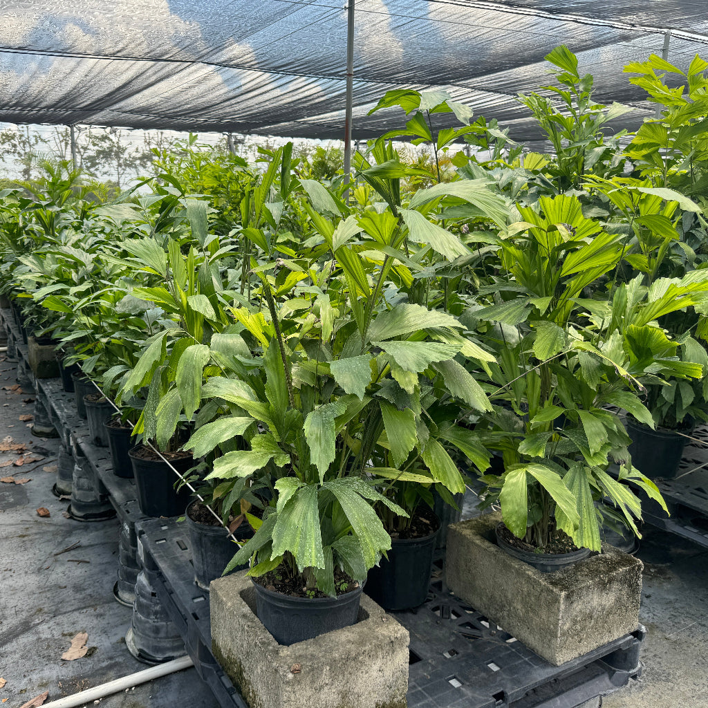 Rows of Fish Tail Palms growing in 2 gallon black nursery pots under shade cloth, featuring lush layered green leaves and clustered upright growth.