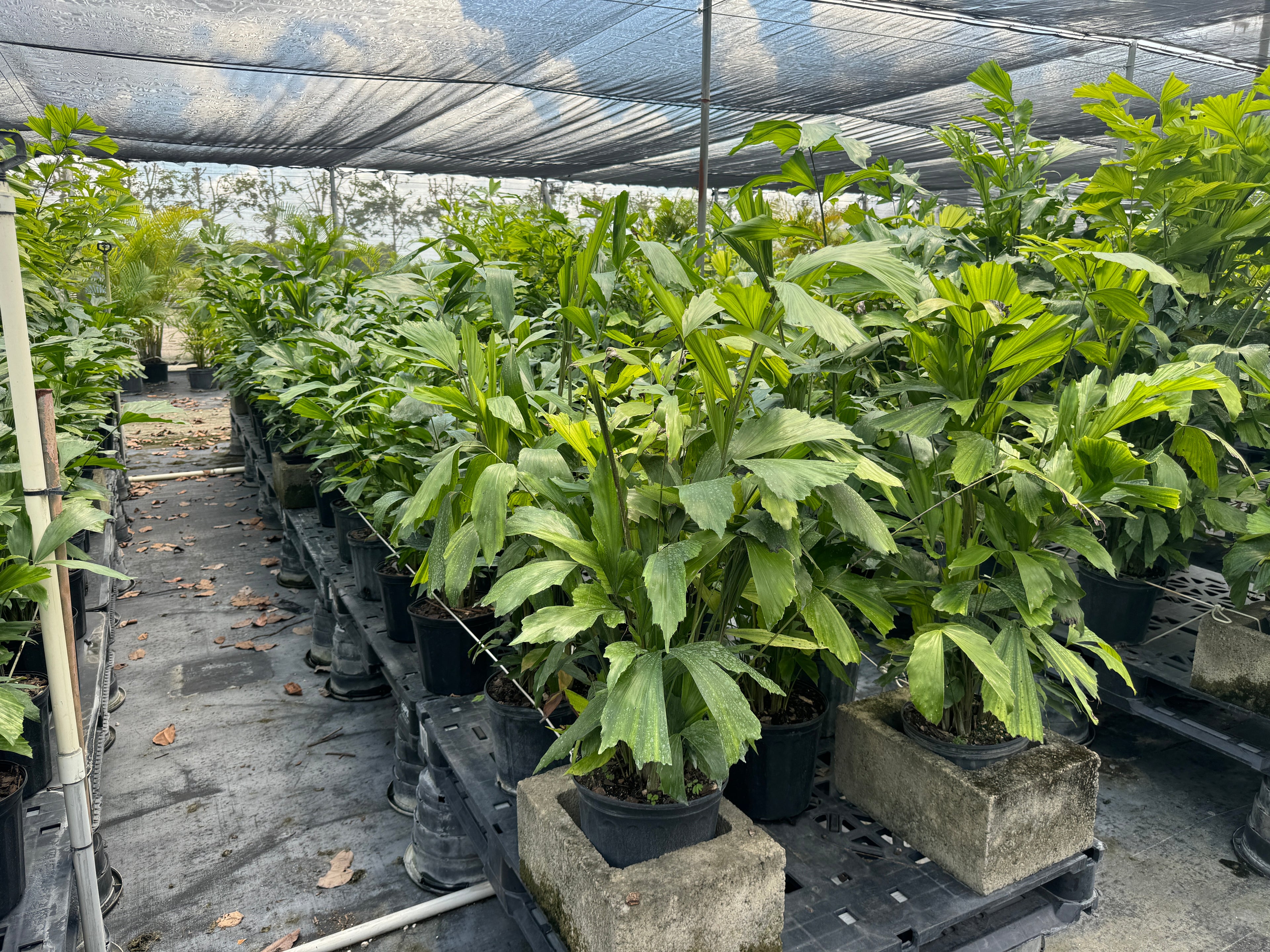 Rows of Fish Tail Palms growing in 2 gallon black nursery pots under shade cloth, featuring lush layered green leaves and clustered upright growth.