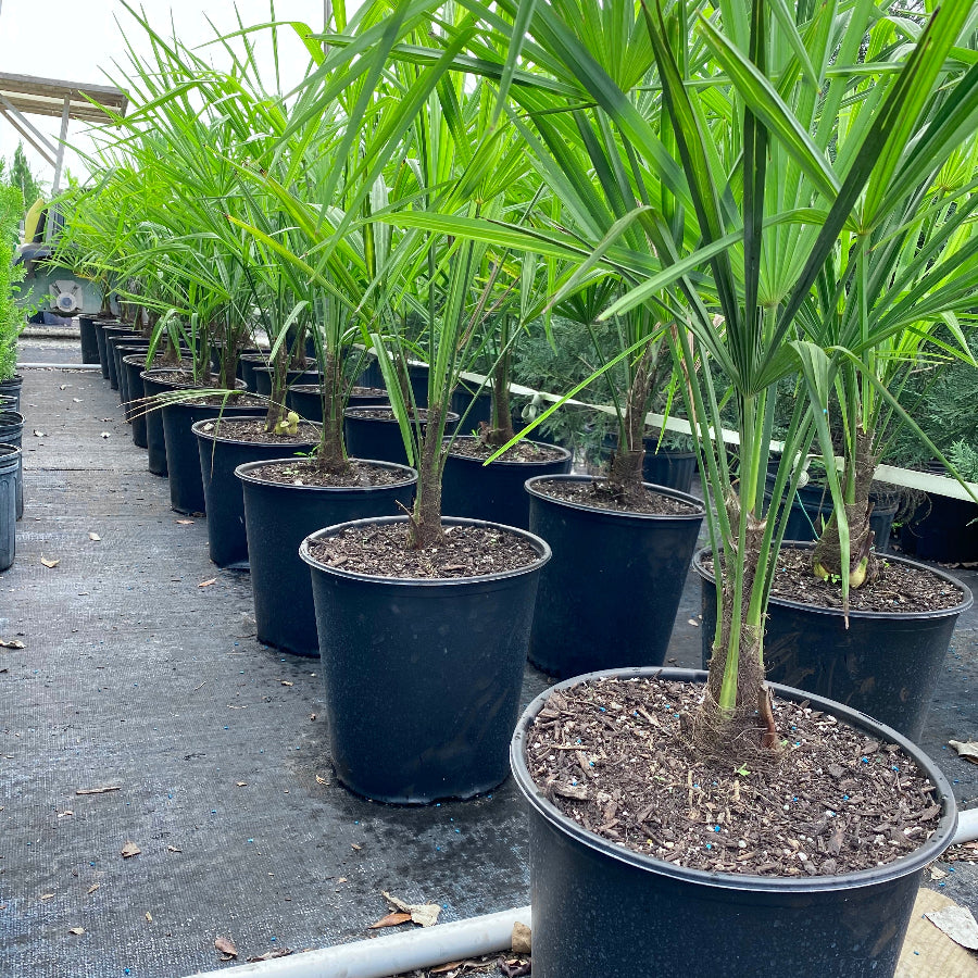 Rows of young windmill palms in 2 gallon black nursery pots inside an outdoor greenhouse growing area with tall fan-shaped green fronds extending upward.