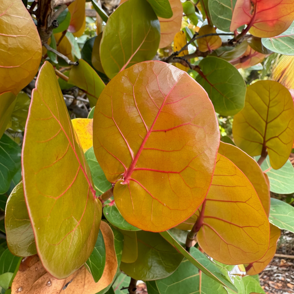 Close-up of tropical sea grape leaves with round, glossy shapes in shades of orange, yellow, and green, with prominent red veins and some leaves showing browned edges.