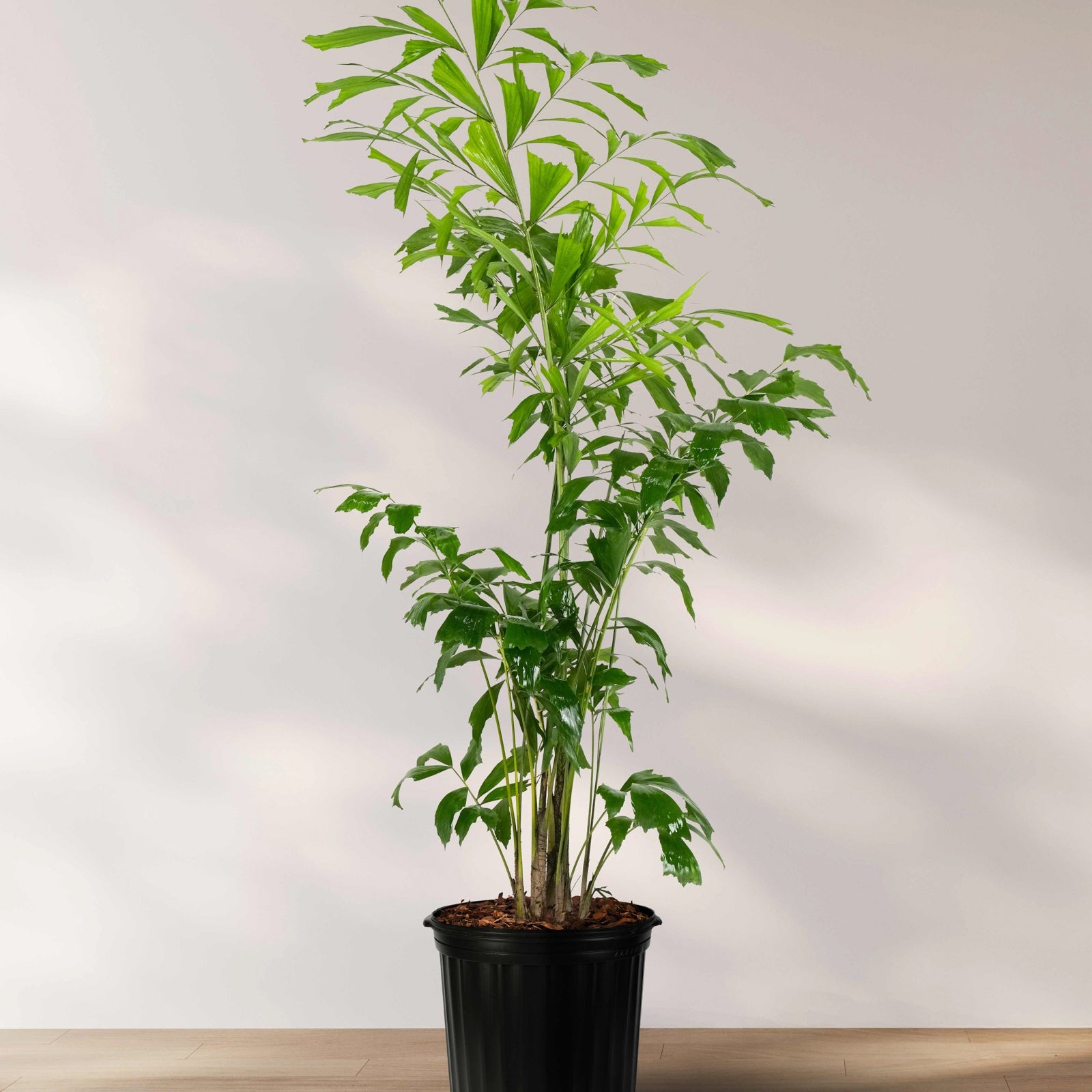 Tall Fish Tail Palm with multiple slender stems and layered bright green fishtail-shaped leaves growing in a 2 gallon black nursery pot against a neutral indoor background.