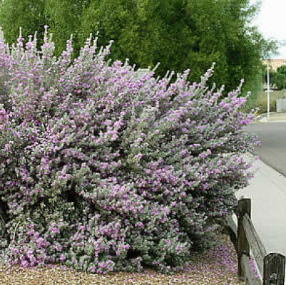 outside view of Texas Sage, Tree Form Silverleaf Purple Sage Fully grown