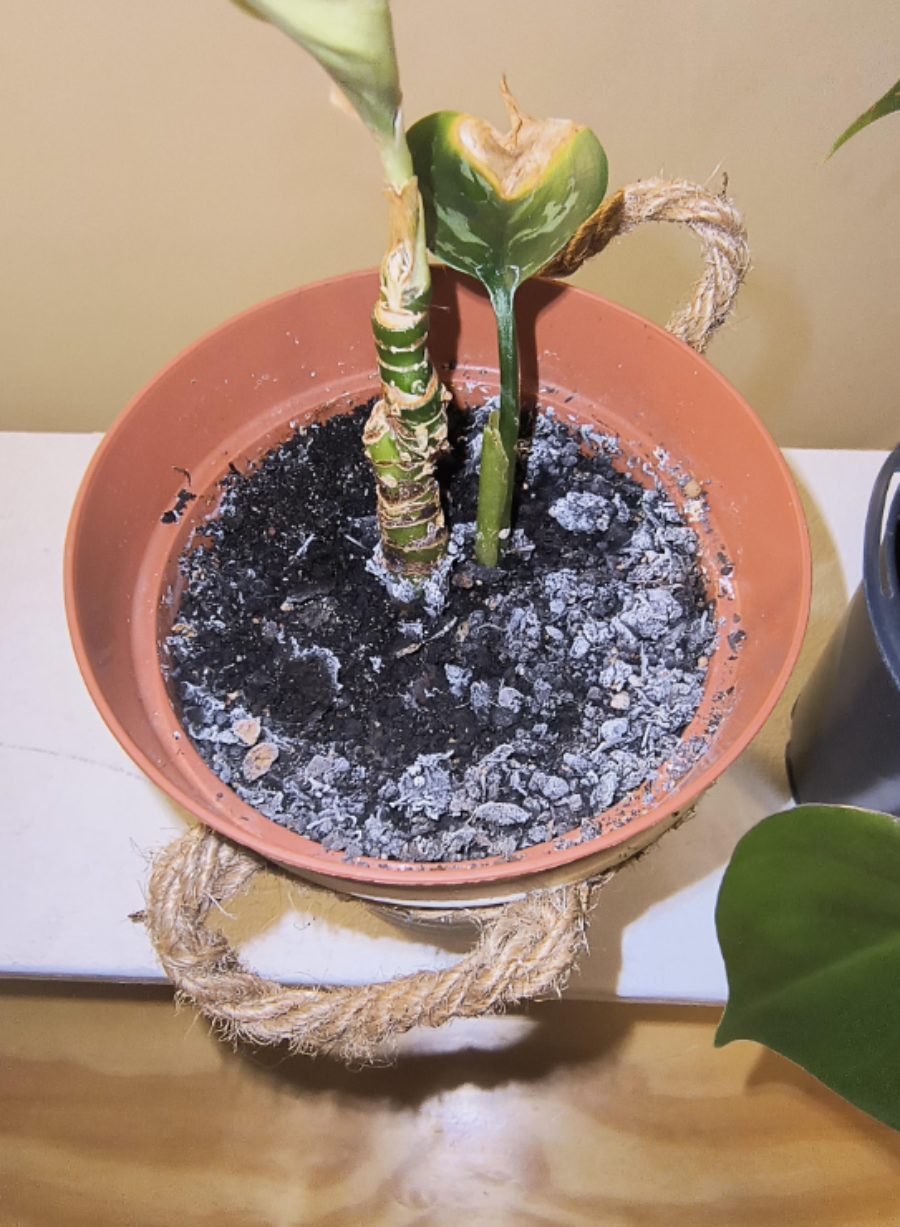 A potted houseplant with white mold or mineral buildup on the surface of the potting soil.
