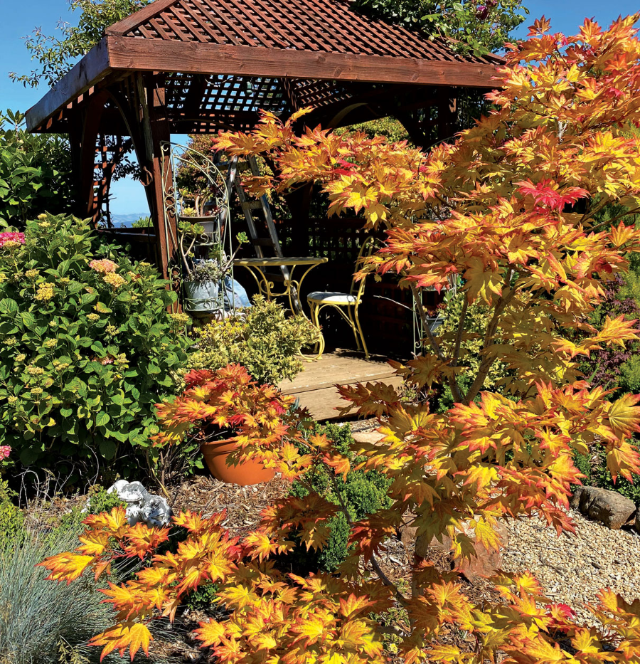 brightly colored orange and yellow Japanese maple bush in a sunlit garden with a wooden gazebo in the background.