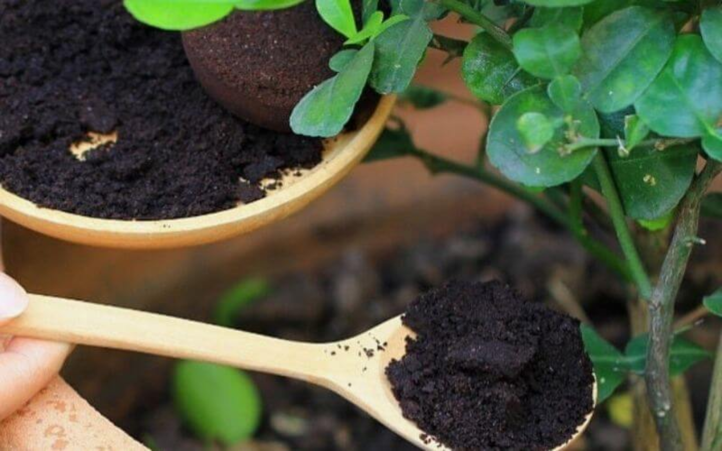 Wooden spoons holding dark soil or compost next to a green plant.