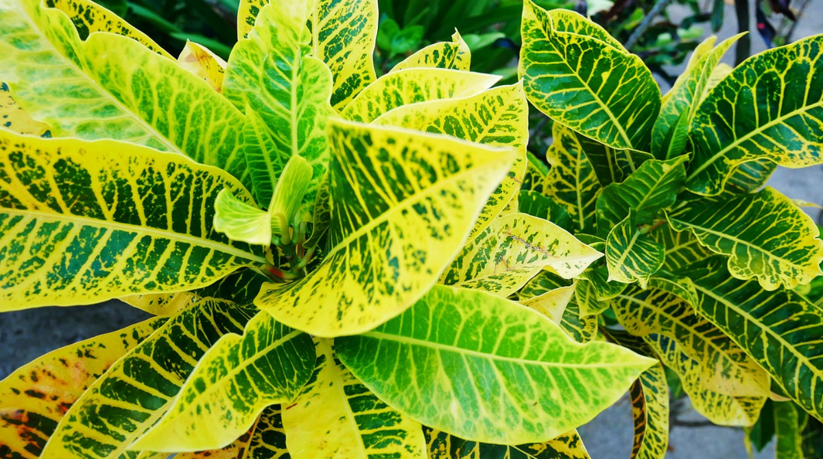 A close-up of a houseplant with bright green and yellow variegated leaves.