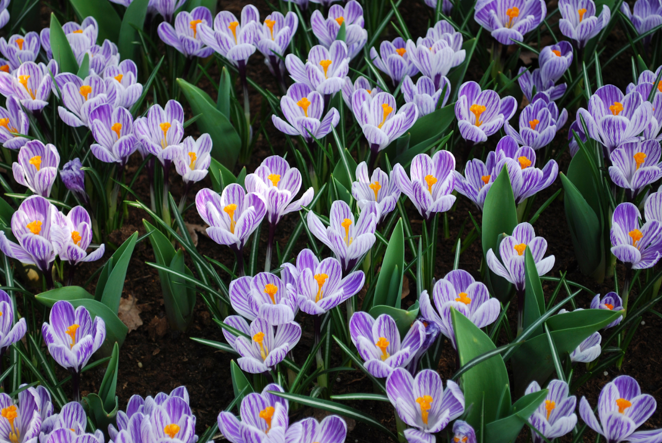 A cluster of purple and white striped crocus flowers blooming in a garden.