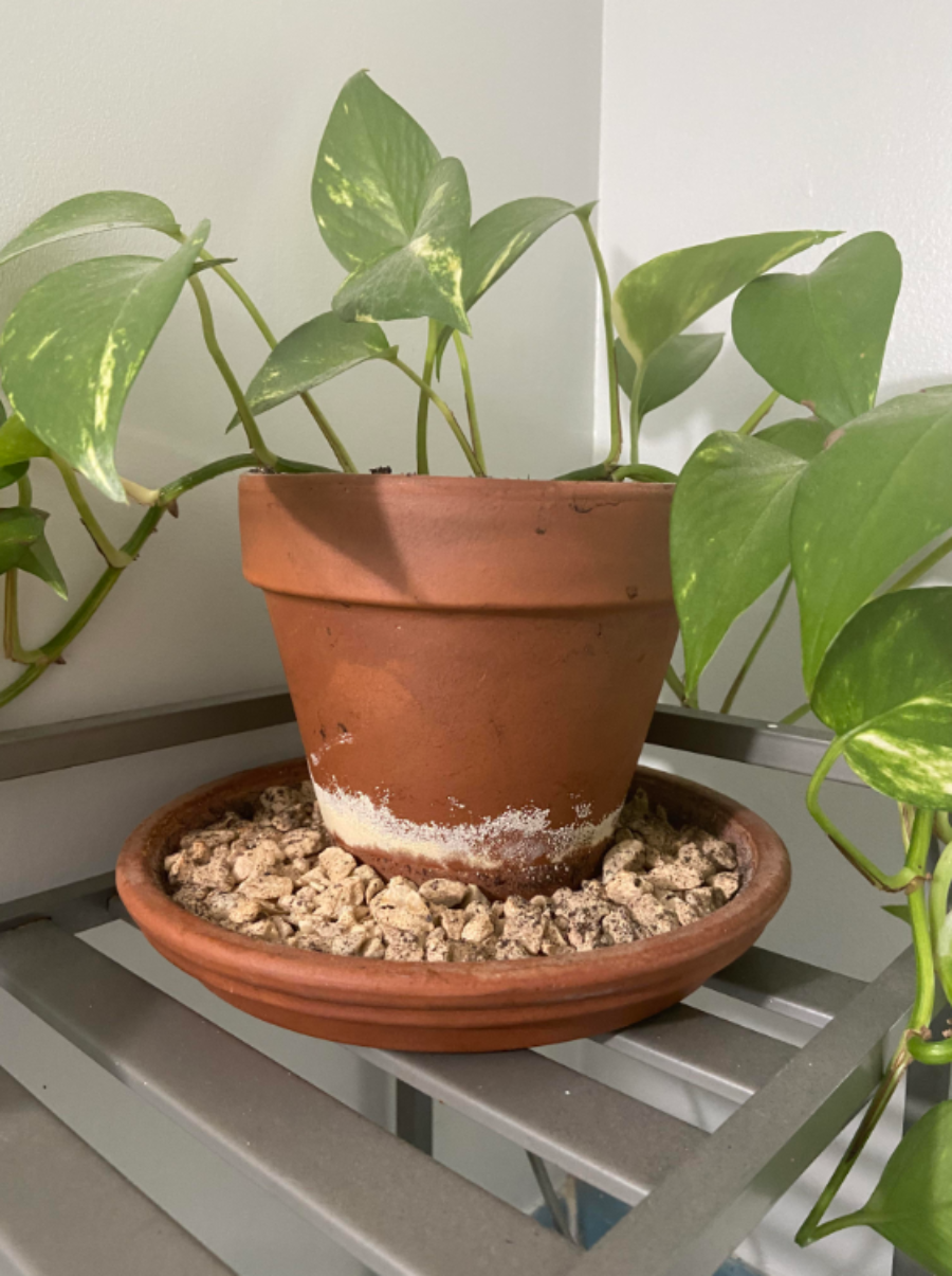 Golden Pothos houseplant in a terracotta pot showing white mineral salt buildup on a pebble humidity tray for indoor plant care and troubleshooting.