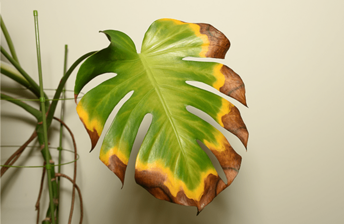Sick Monstera houseplant leaf showing brown crispy edges and yellowing for indoor plant care and troubleshooting guides.