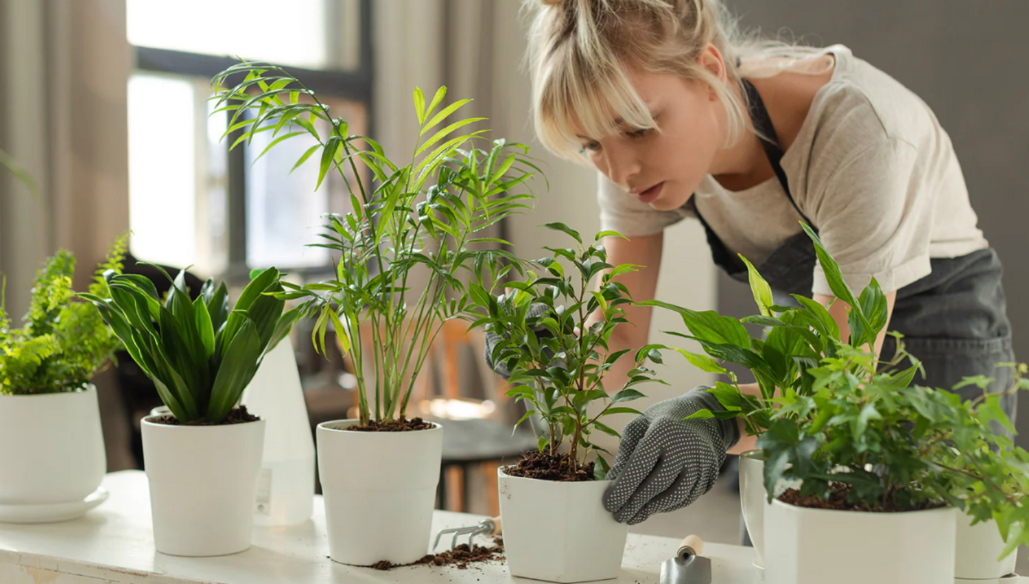 Woman wearing gardening gloves caring for indoor potted houseplants and palms in white decorative planters.