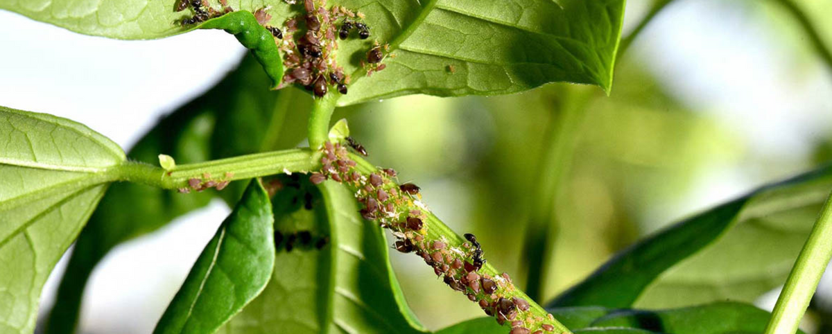 Close-up of common plant pests showing a severe aphid infestation on a green houseplant stem with ants for plant care