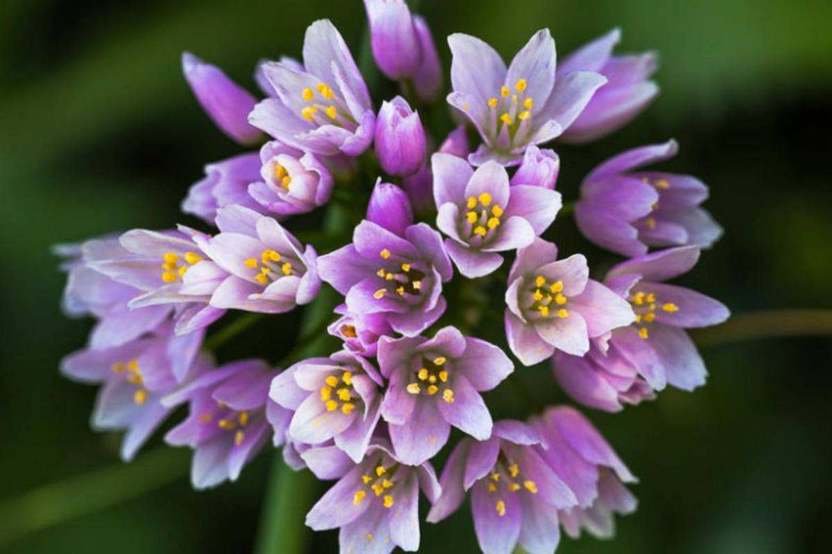 A close-up of a cluster of small light purple flowers with bright yellow centers.