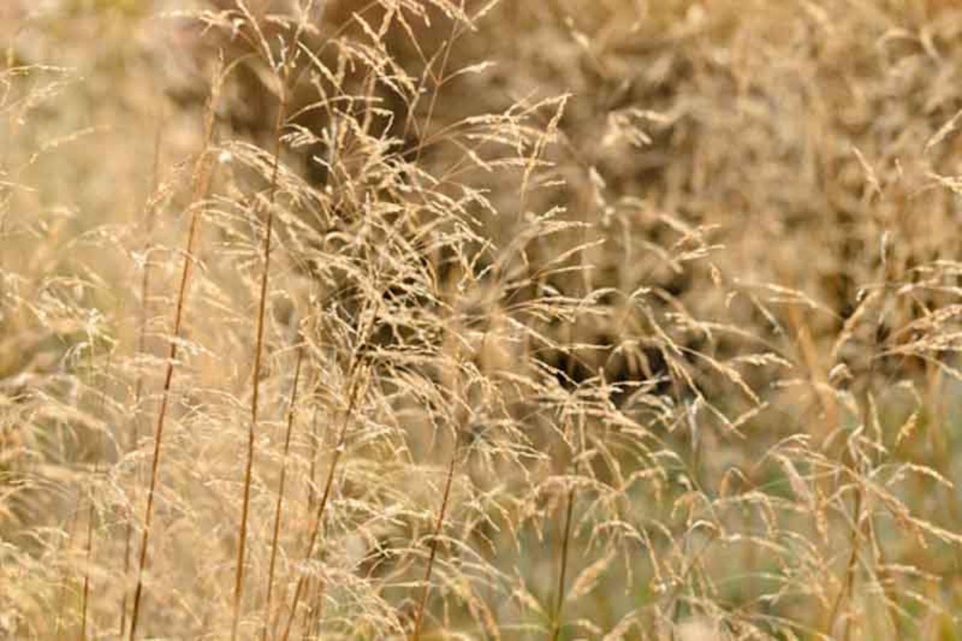 A close-up of tall, feathery ornamental grass lit by warm sunlight.