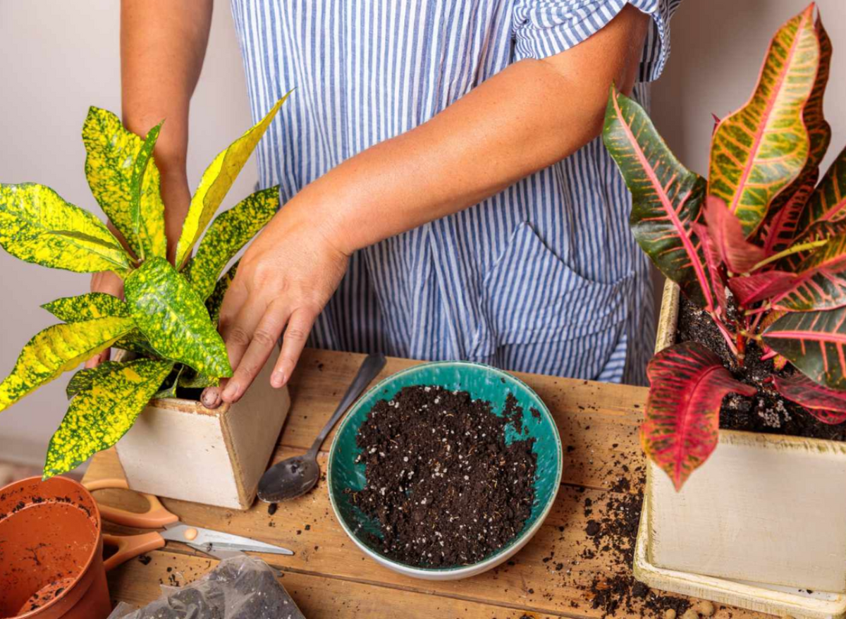 A person potting colorful Croton houseplants on a wooden table next to a bowl of potting soil.