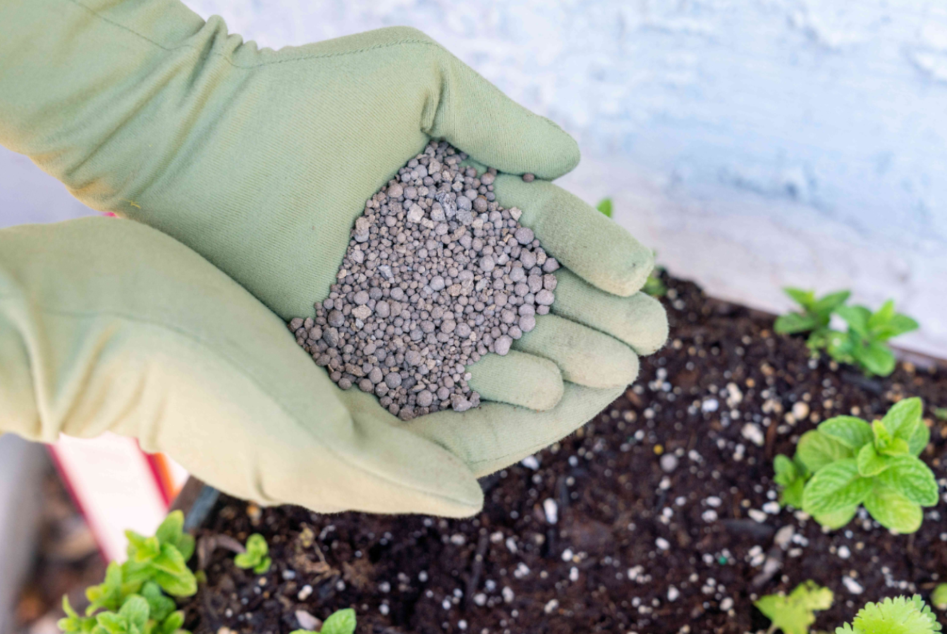 Indoor plant care and gardening showing hands in green gloves holding slow-release granular fertilizer over soil and seedlings.