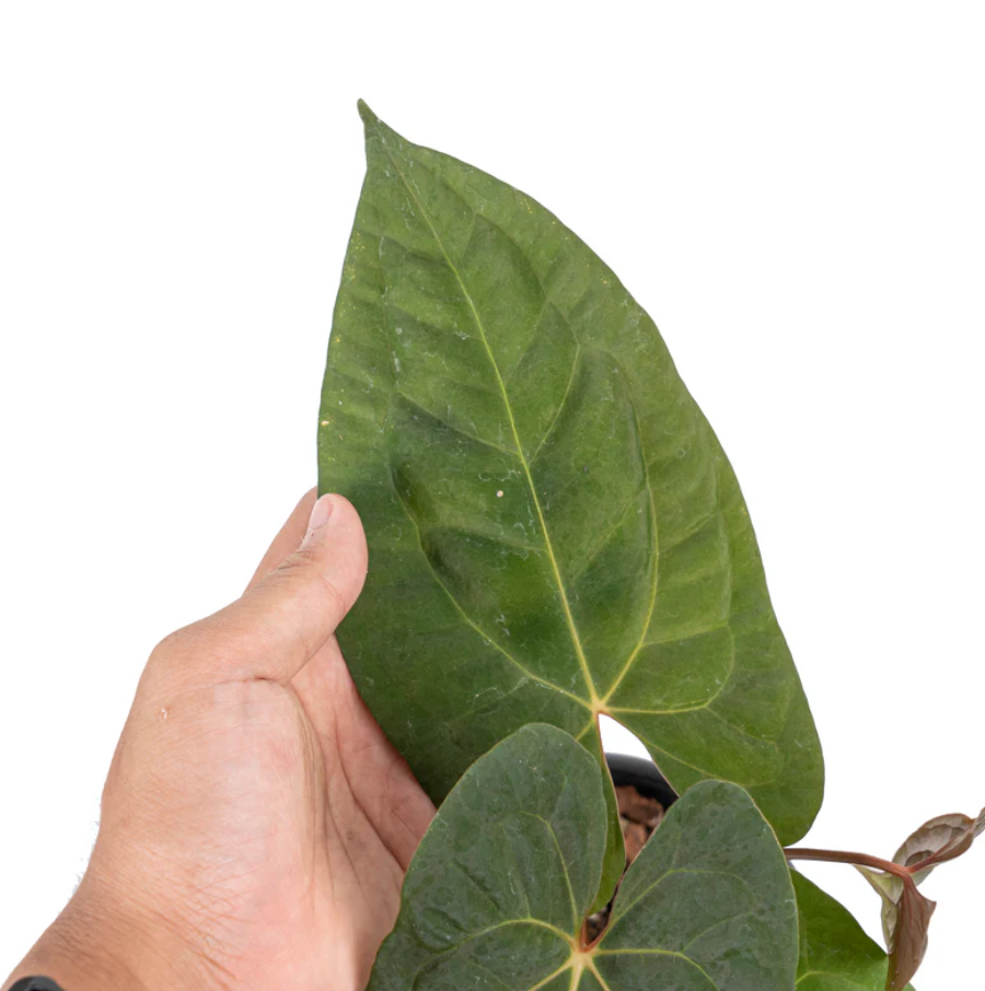 A hand holding a large, heart-shaped dark green leaf with pale veins.