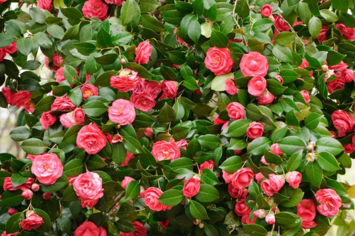 A blooming bush covered in bright pink flowers and dark green leaves.