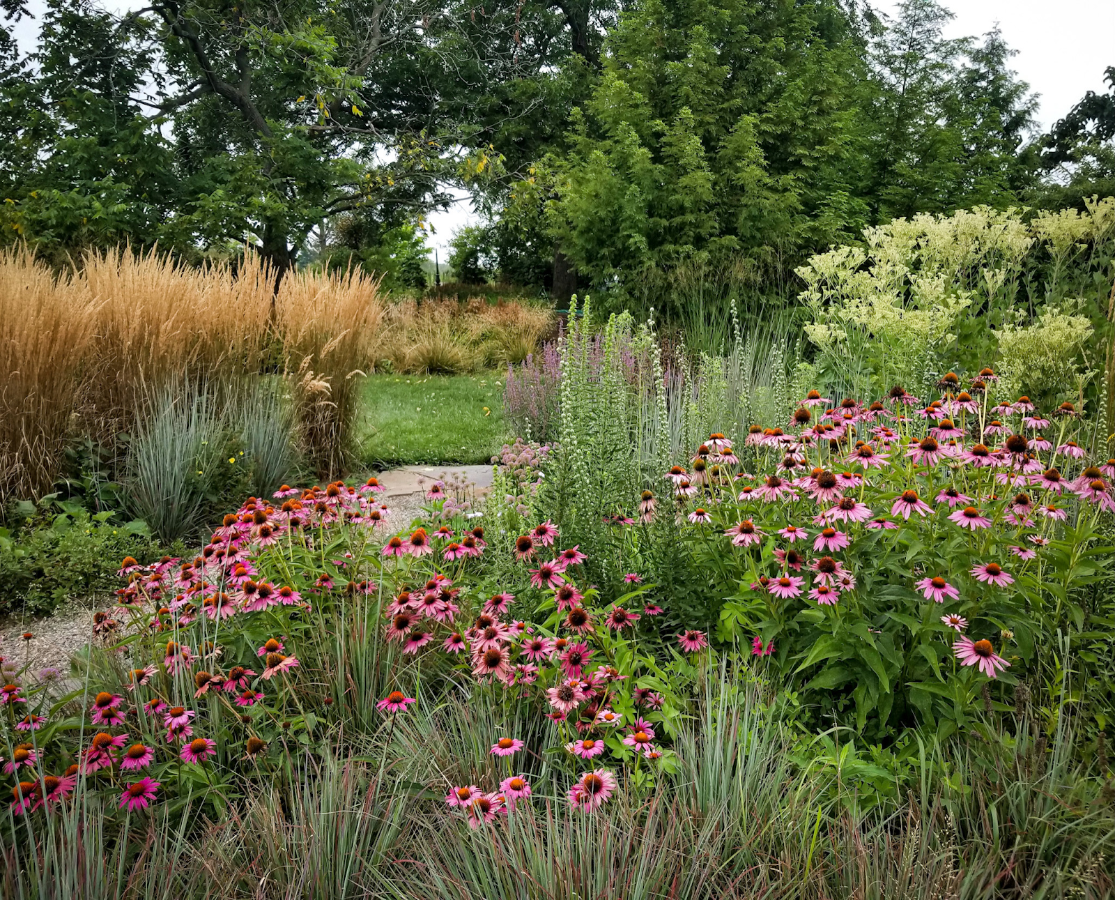 A sunny garden bed filled with blooming pink coneflowers and tall ornamental grasses.