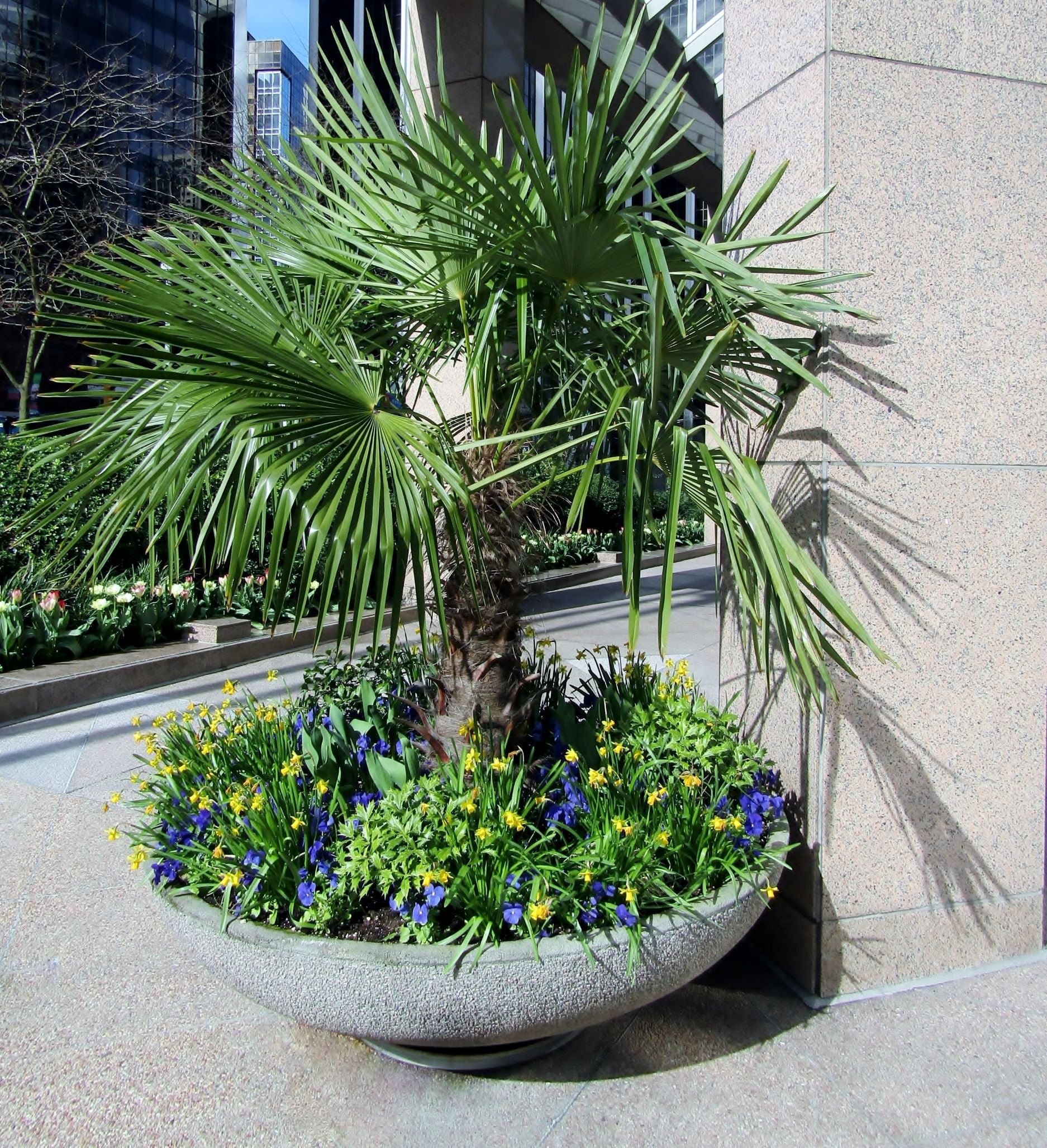 Outdoor windmill palm with a textured trunk and broad fan-like green leaves growing in a large decorative concrete planter filled with purple and yellow flowers outside a modern building entrance.