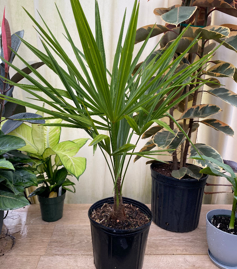 Young windmill palm with upright fan-shaped green fronds and a slender textured trunk growing in a 1 gallon black nursery pot surrounded by indoor tropical plants.