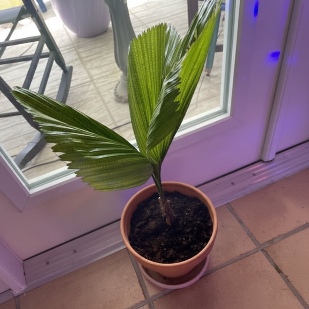 Young Licuala Fan Palm in a small terracotta pot with glossy pleated fan-shaped green leaves displayed indoors beside a glass door with purple ambient lighting.