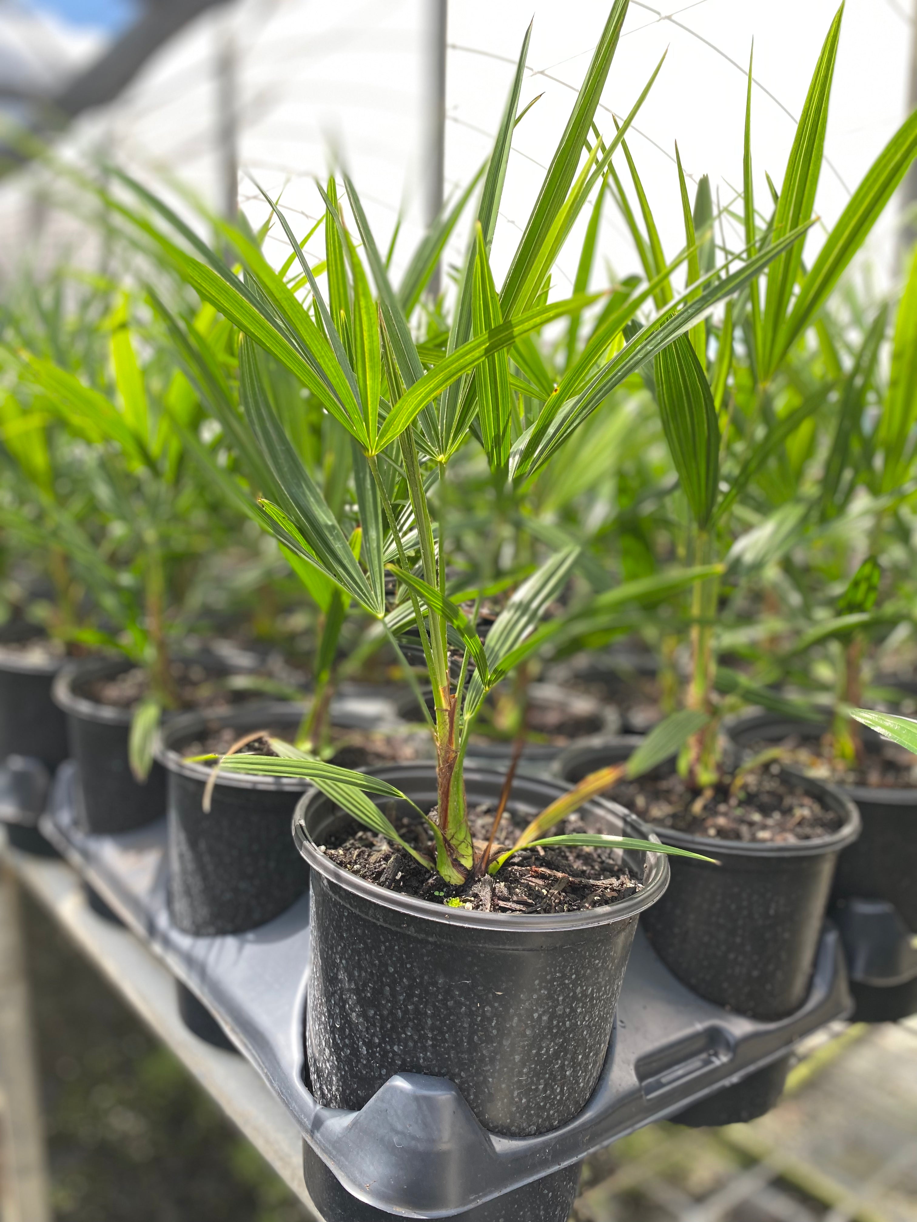 Young windmill palm seedling with upright fan-shaped green fronds growing in a small black nursery pot inside a greenhouse propagation tray