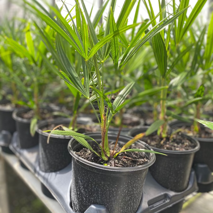 Young windmill palm seedling with upright fan-shaped green fronds growing in a small black nursery pot inside a greenhouse propagation tray