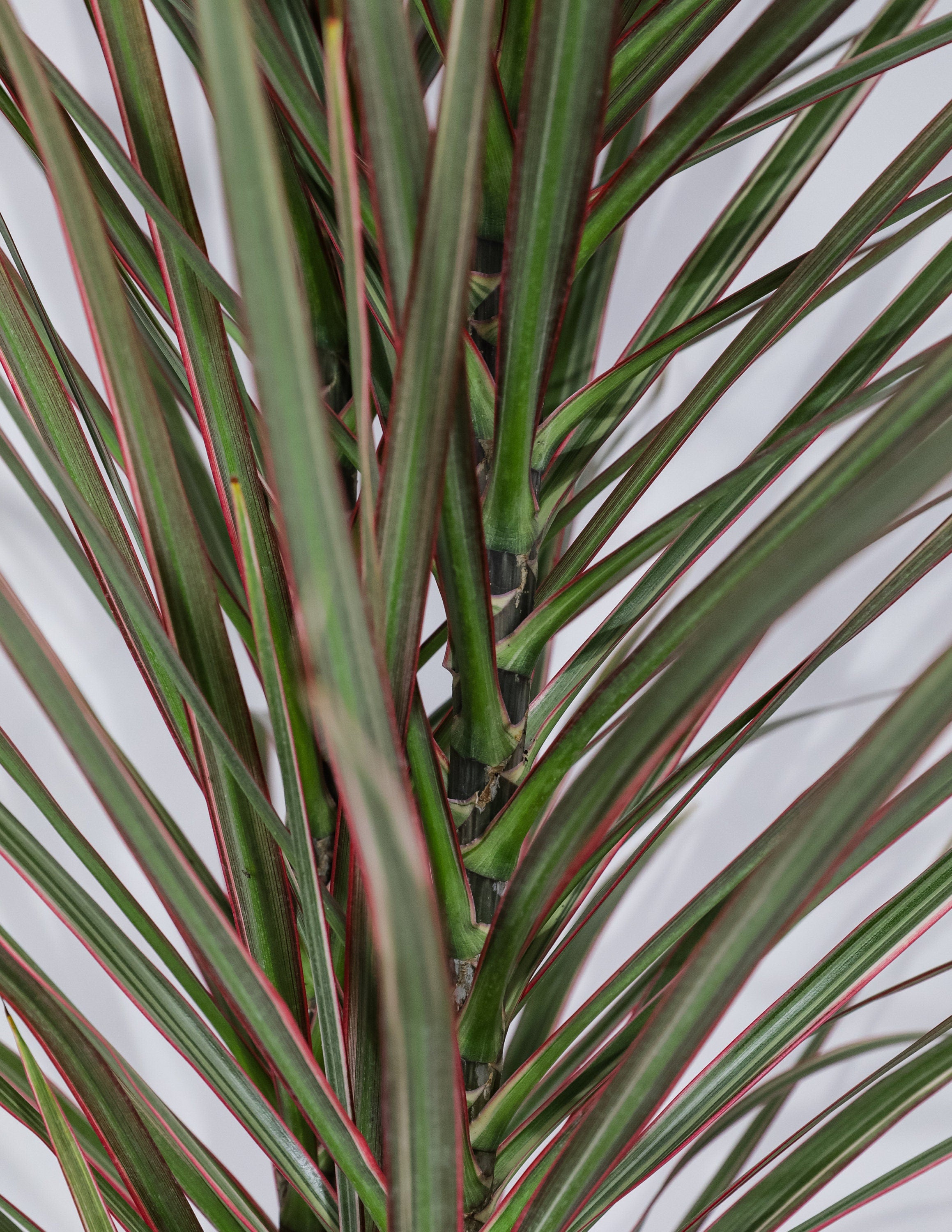 Dracaena Dragon Tree Bicolor Bush