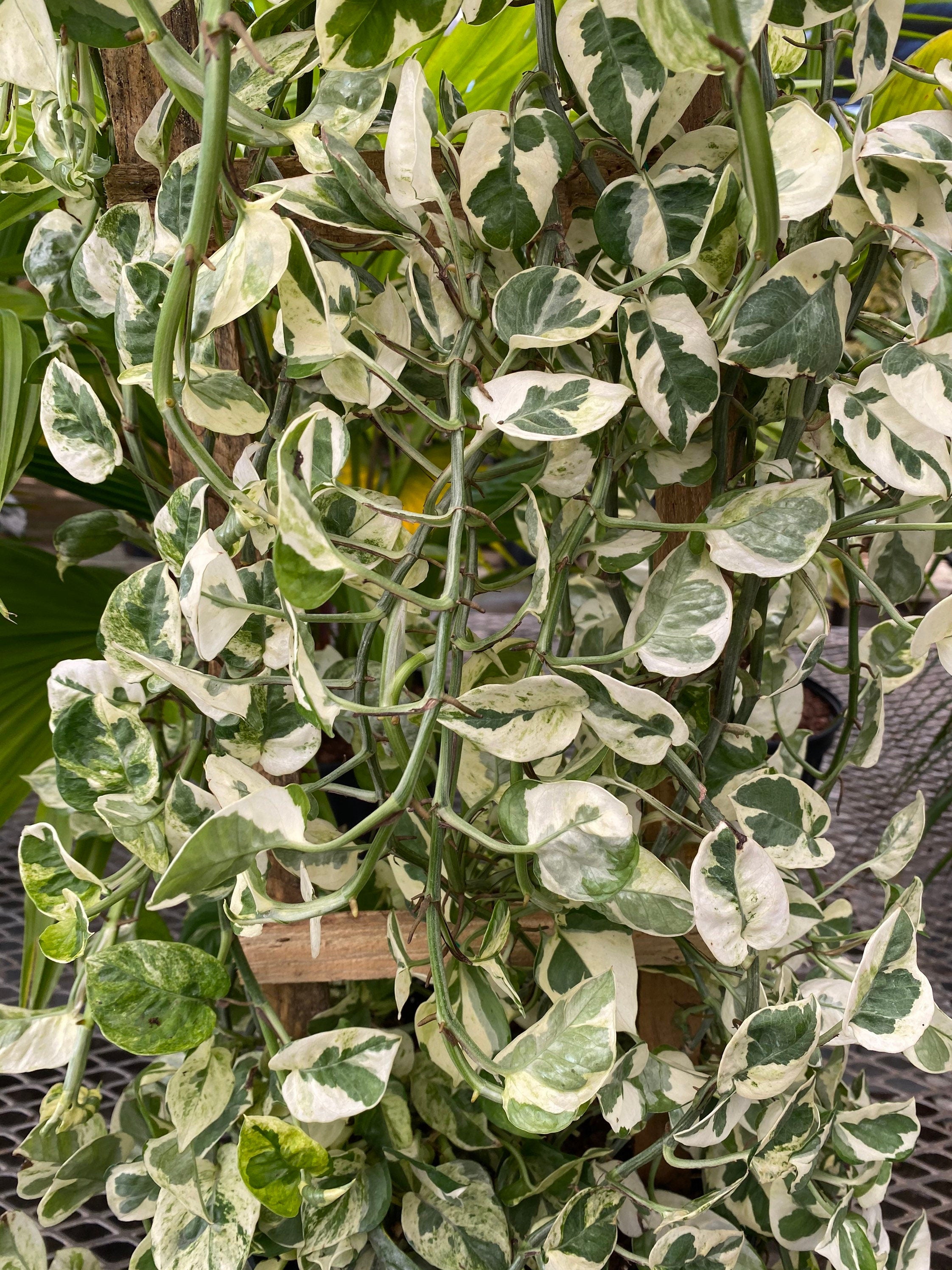 close view of Pothos N&