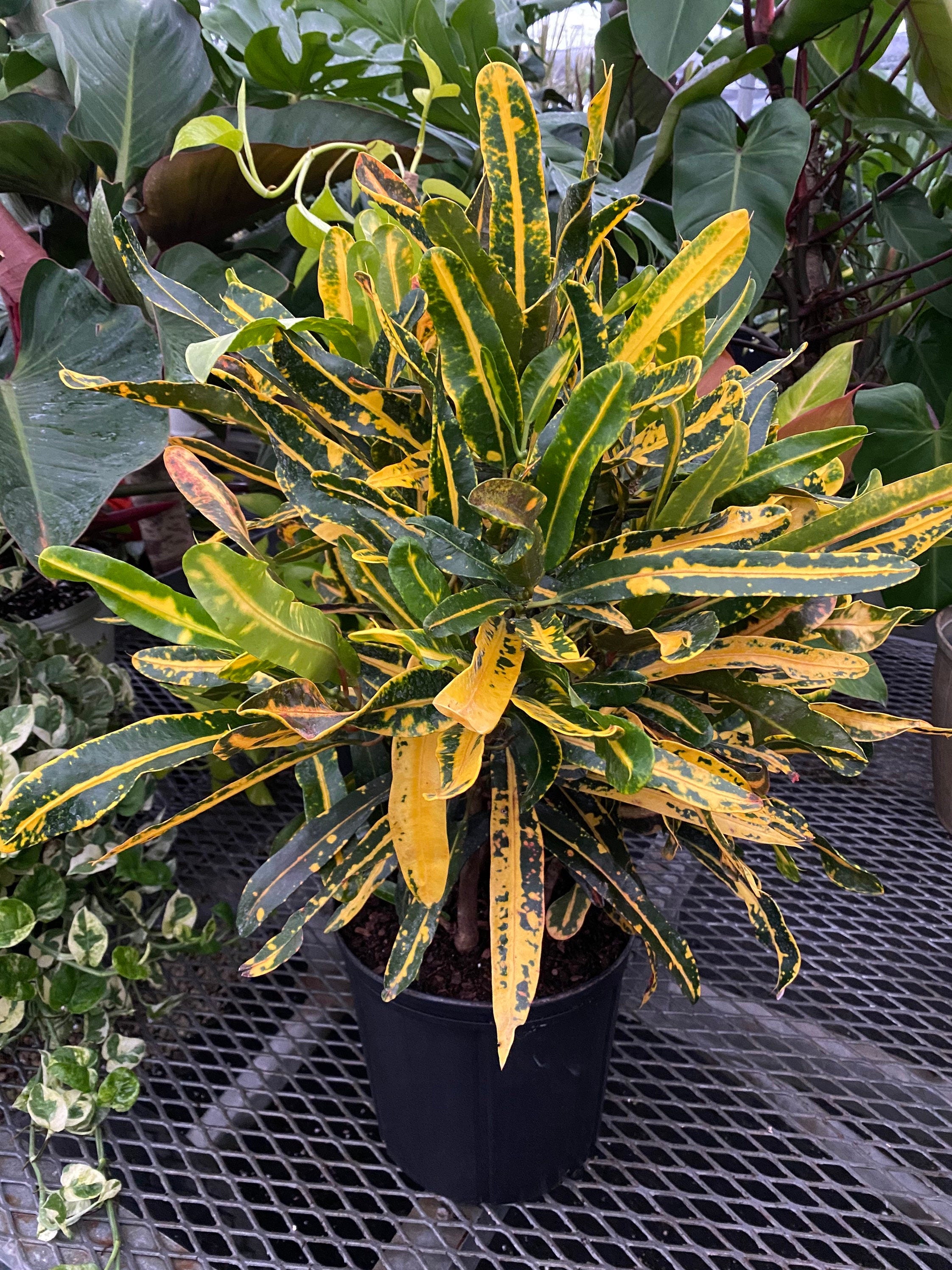 leaf view of Croton Mammy Yellow, Mammey Live Tropical Plant Indoor or Outdoor