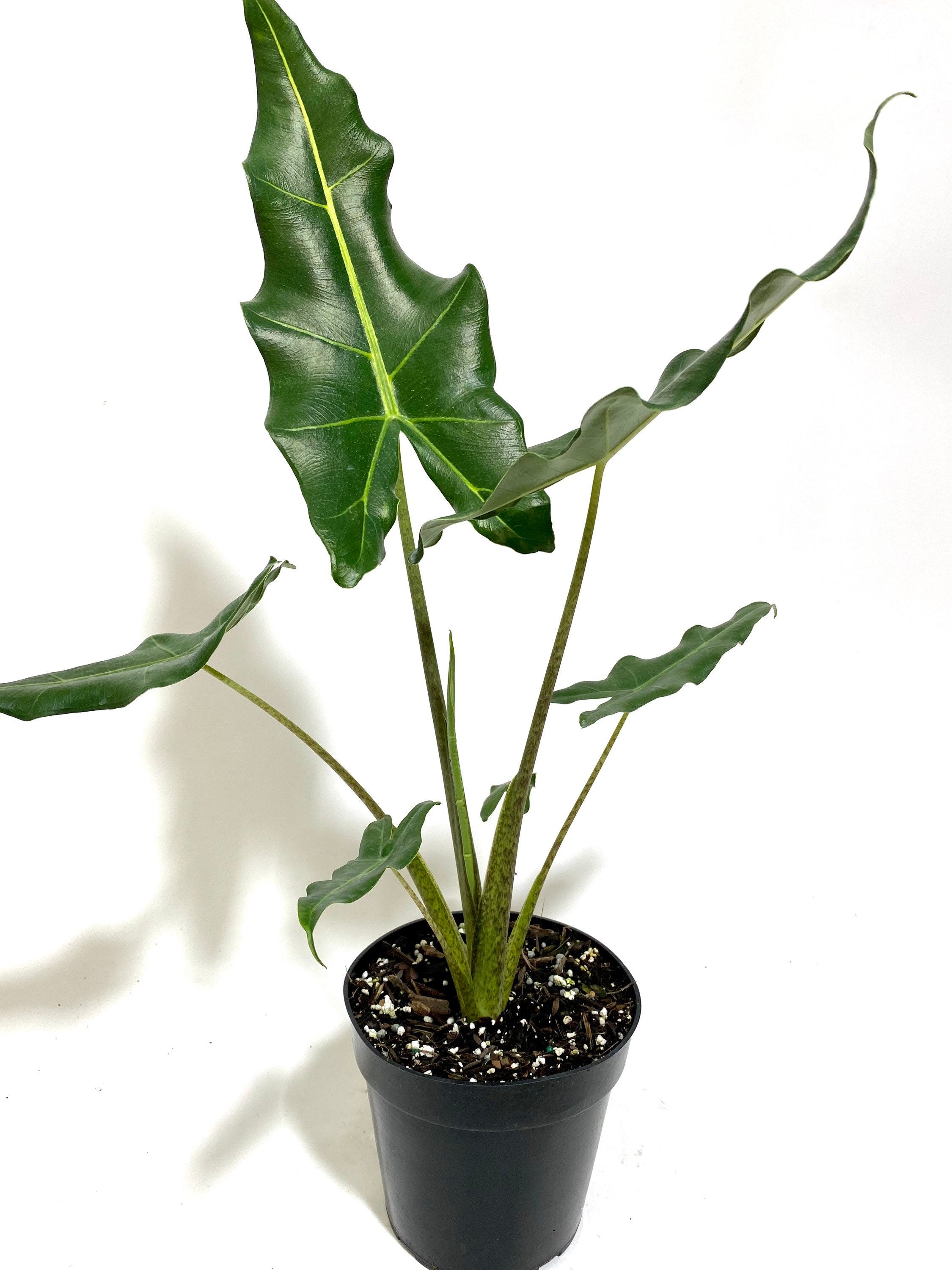 Alocasia Sarian, Live Tropical Plant in a black pot