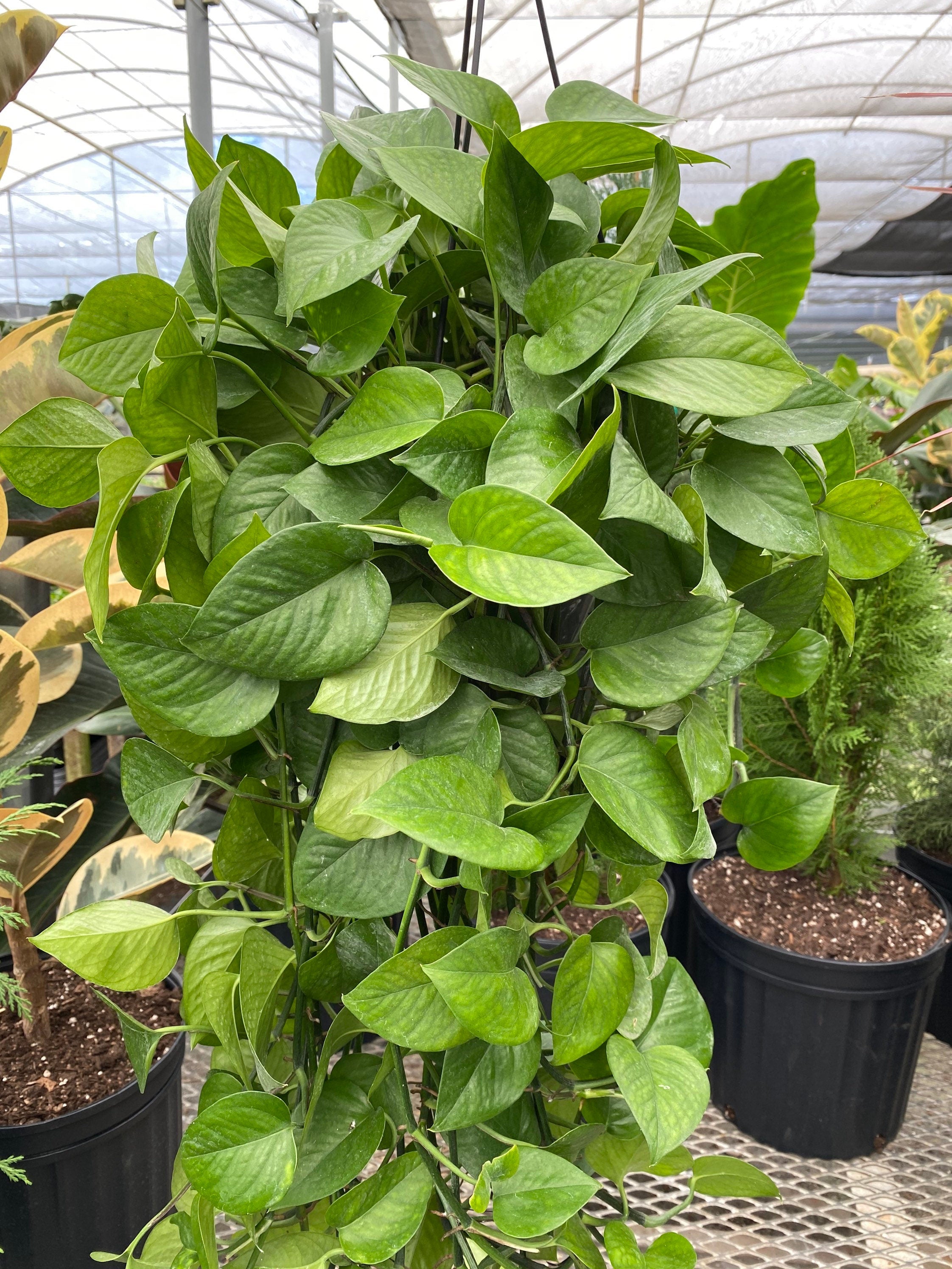 Jade Pothos in Hanging Basket, Epipremnum Aureum Jade