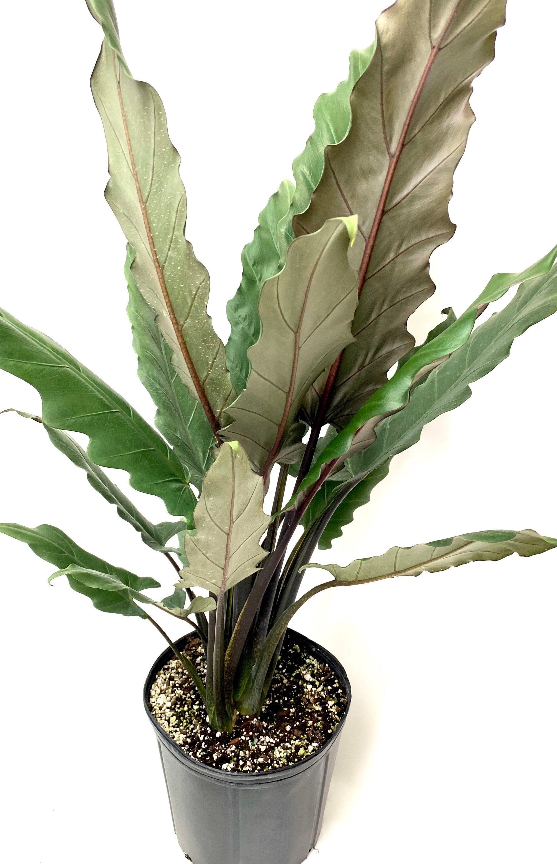 Alocasia Lauterbachiana, Purple Sword Tree