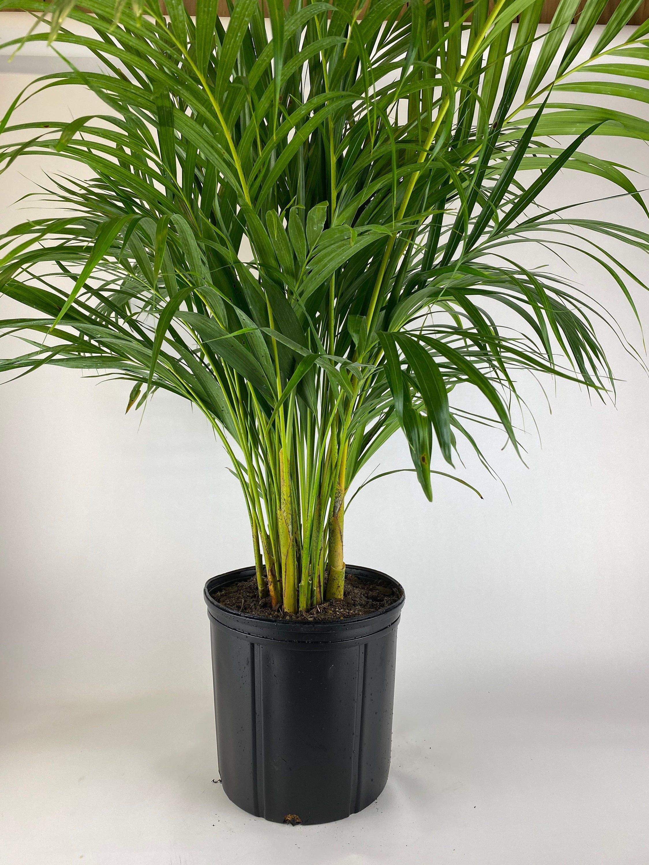 closeup view of Areca Palm, Golden Cane, Dypsis Lutescens