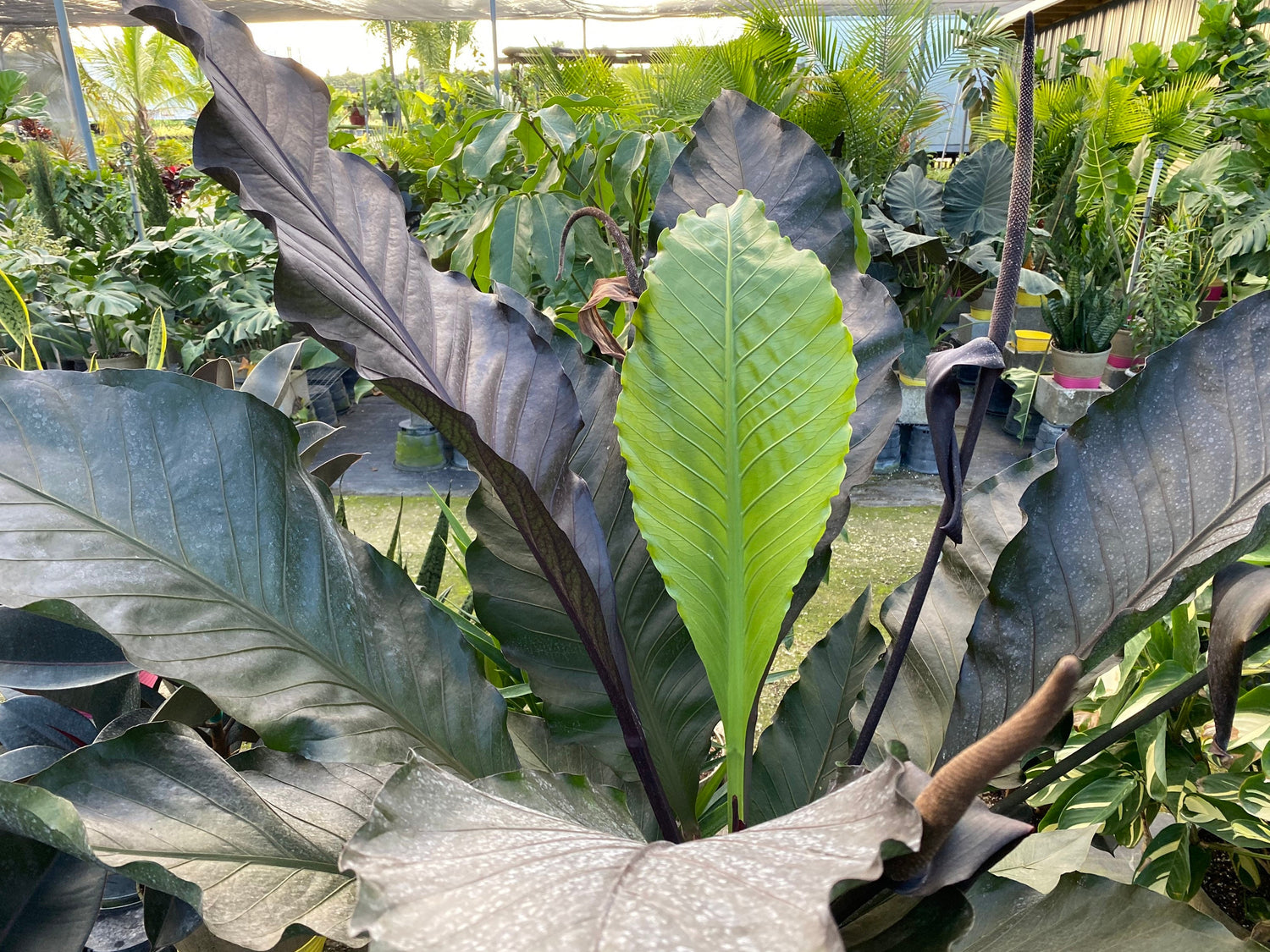Anthurium Hookeri Ruffles, Birds Nest