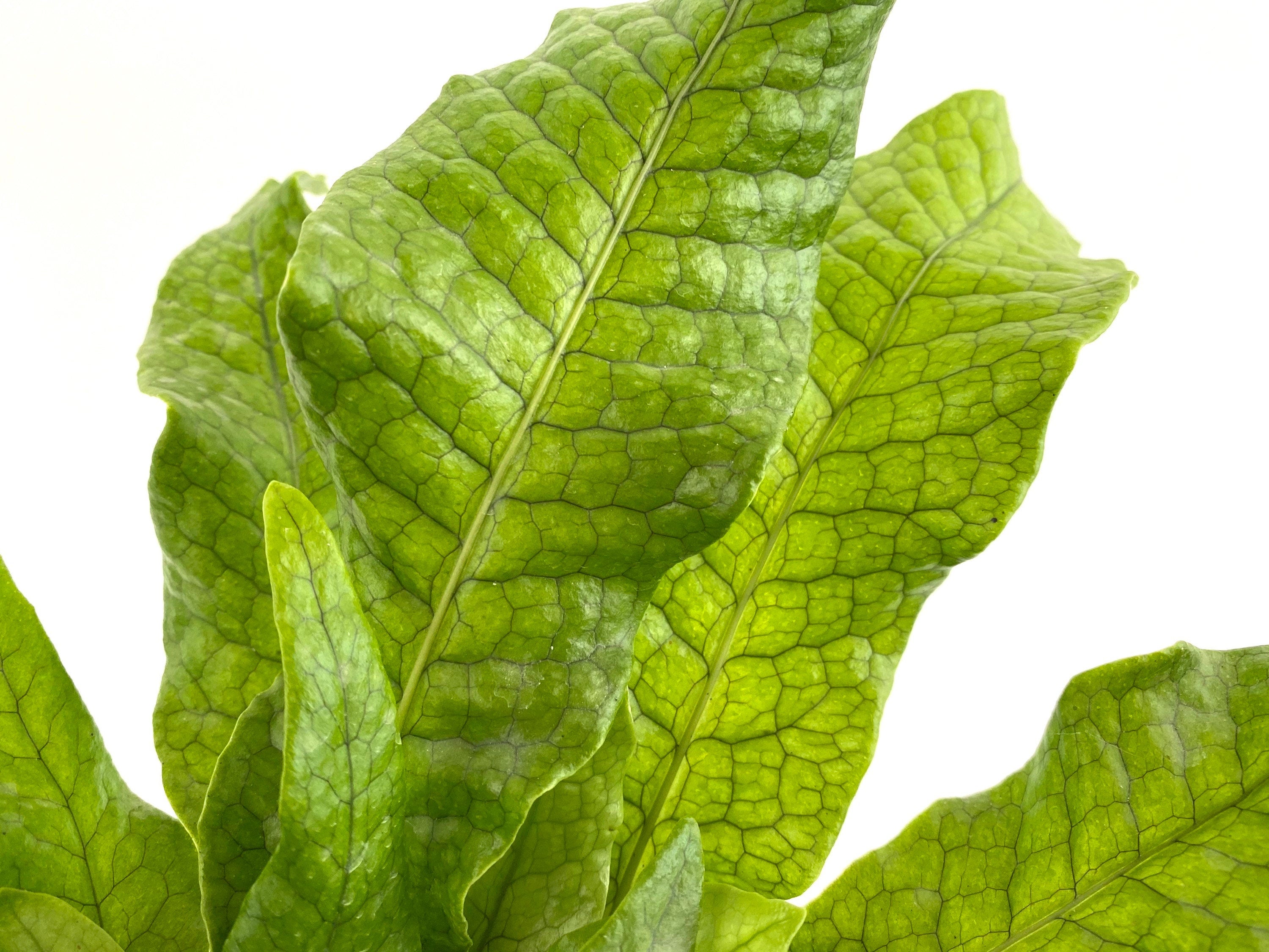 close view of Crocodile Fern, Crocodylus Fern leaf