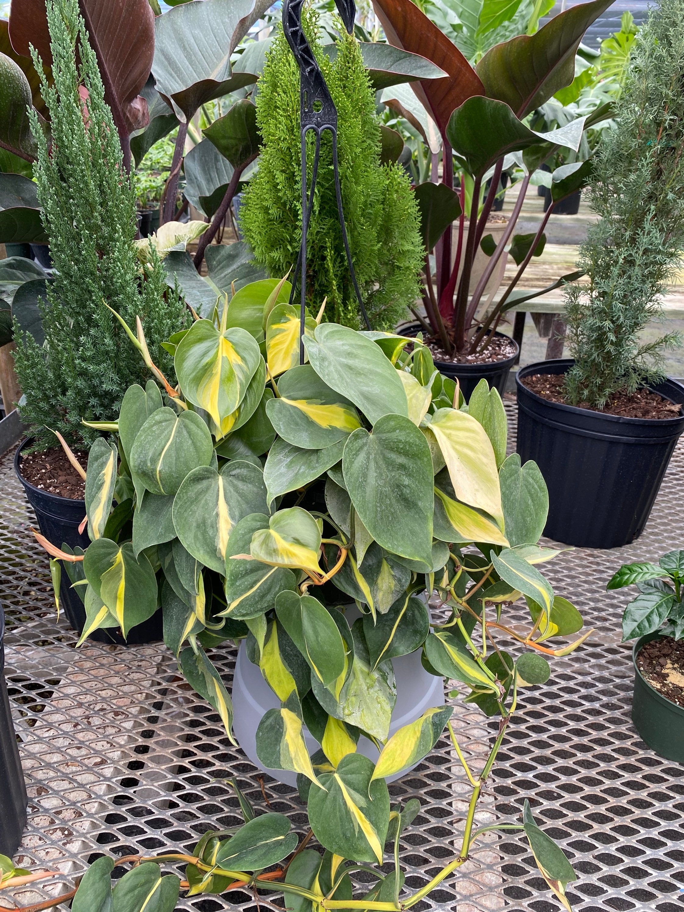 outside view of Philodendron Brazil in Hanging Basket, Live Tropical Vining Plant