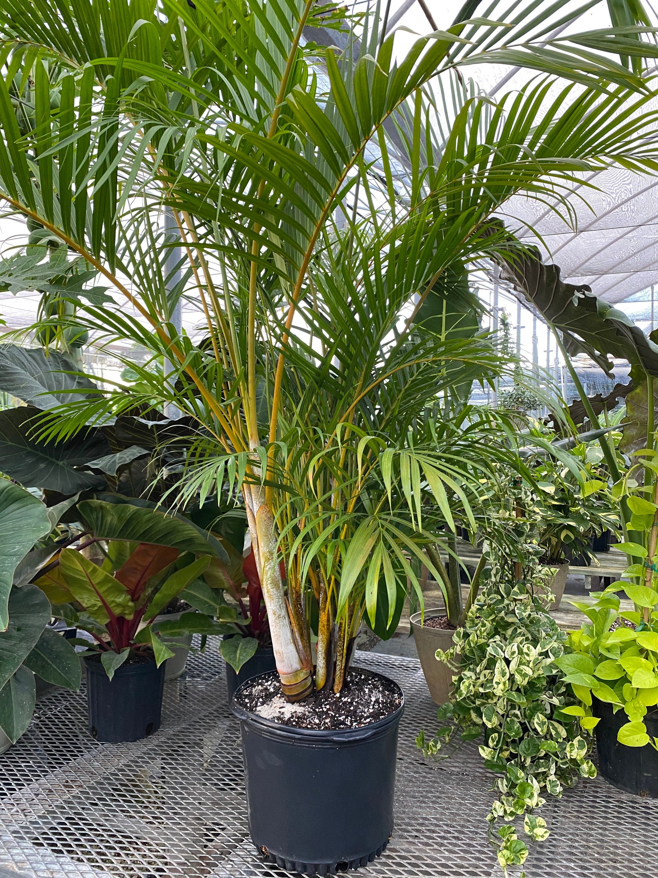 Areca Palm, Golden Cane, Dypsis Lutescens