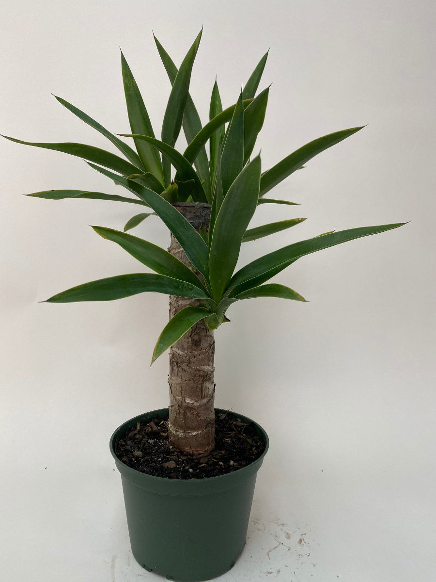 A potted single-stem Dracaena Yucca Cane with pointed green leaves.