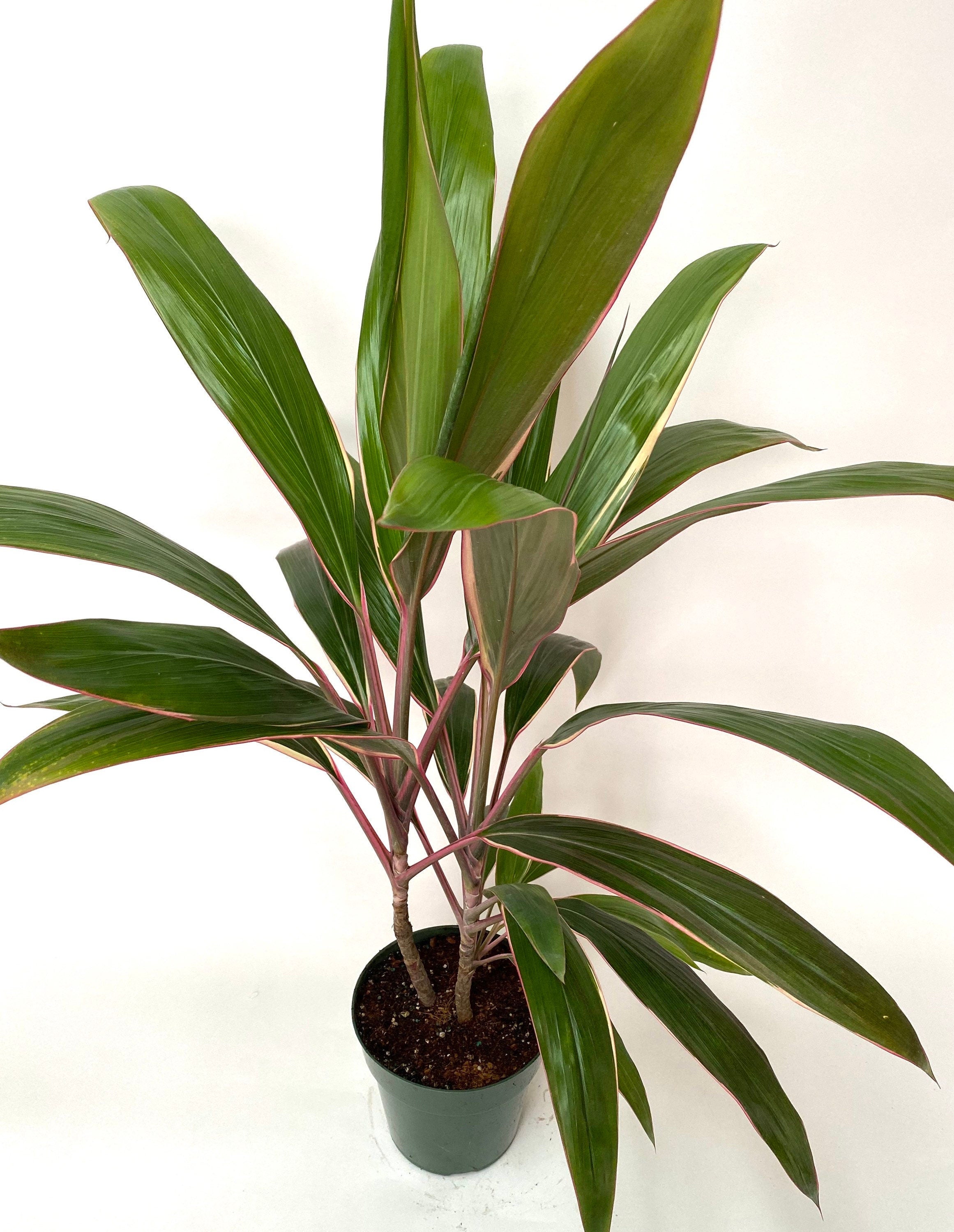 Cordyline Fruticosa Pink Diamond, Good Luck Plant