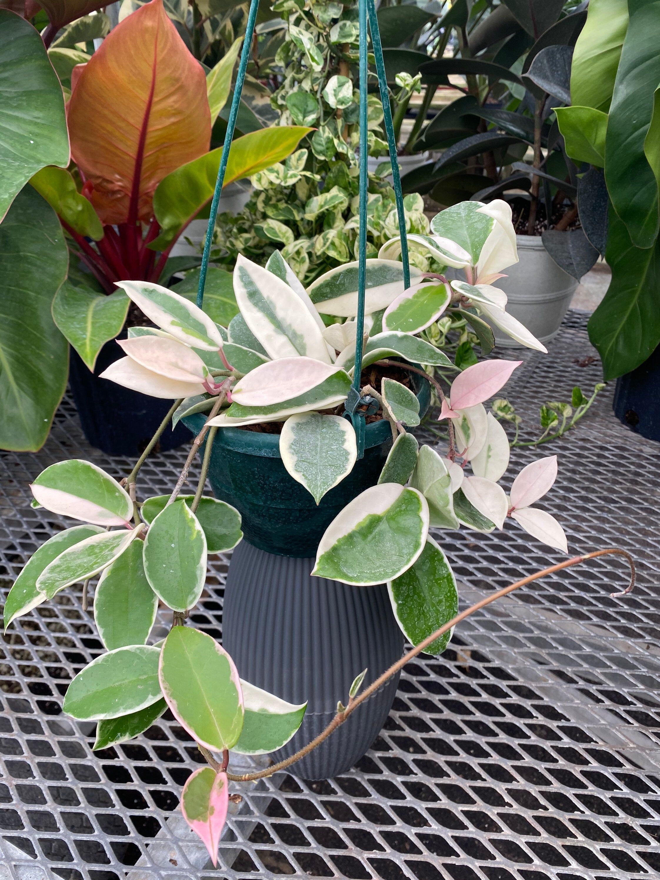 Hoya Krimson Queen in Hanging Basket, Hoya Carnosa Variegated in a pot