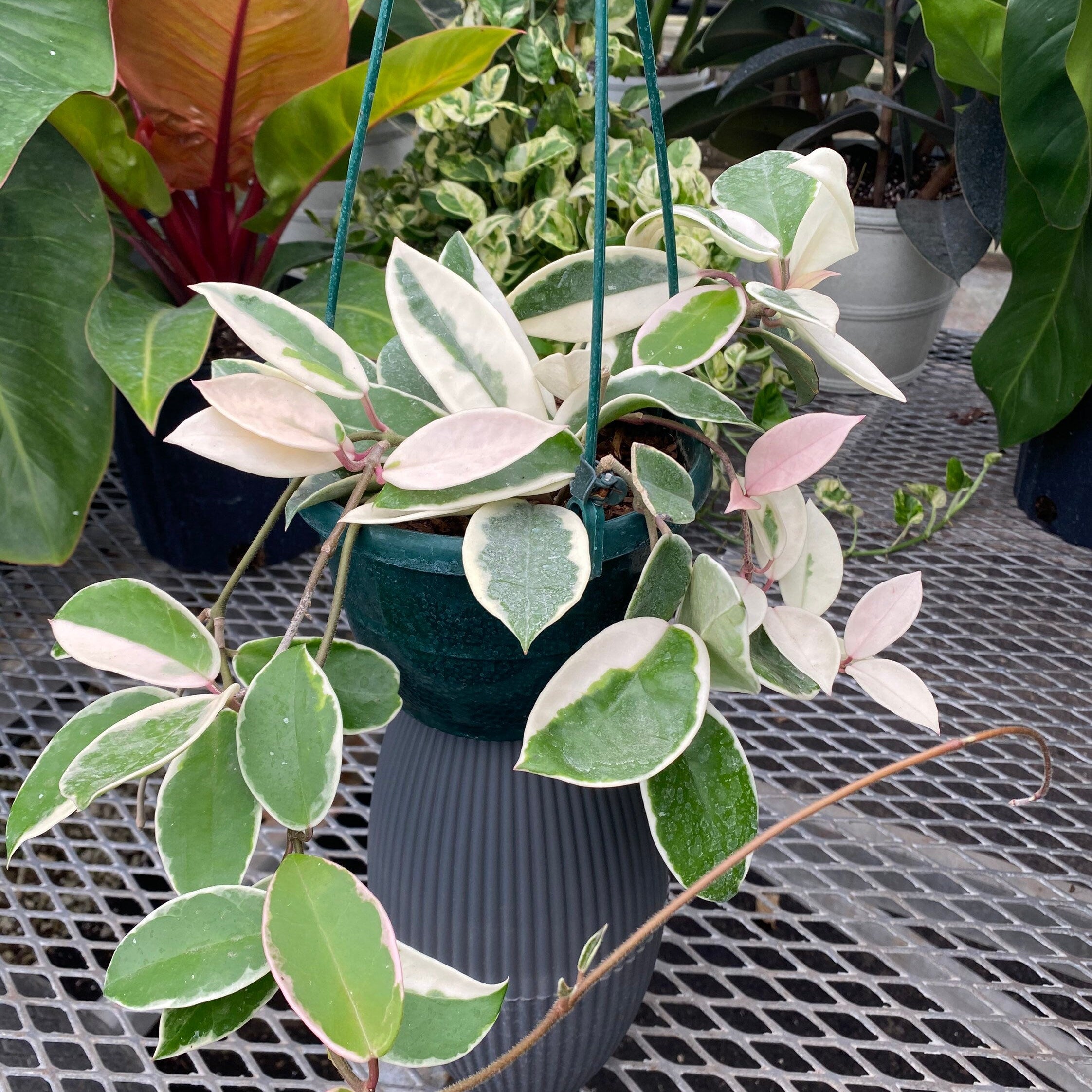 Hoya Krimson Queen in Hanging Basket, Hoya Carnosa Variegated in a pot