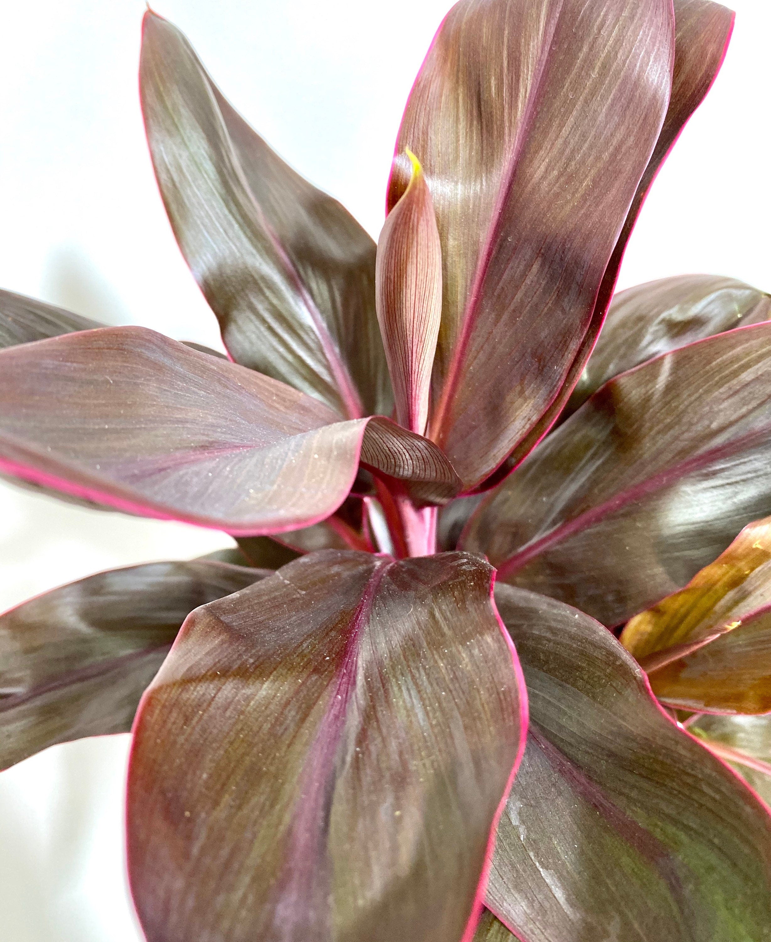 upper view of Cordyline Fruticosa Ruby, Good Luck Plant