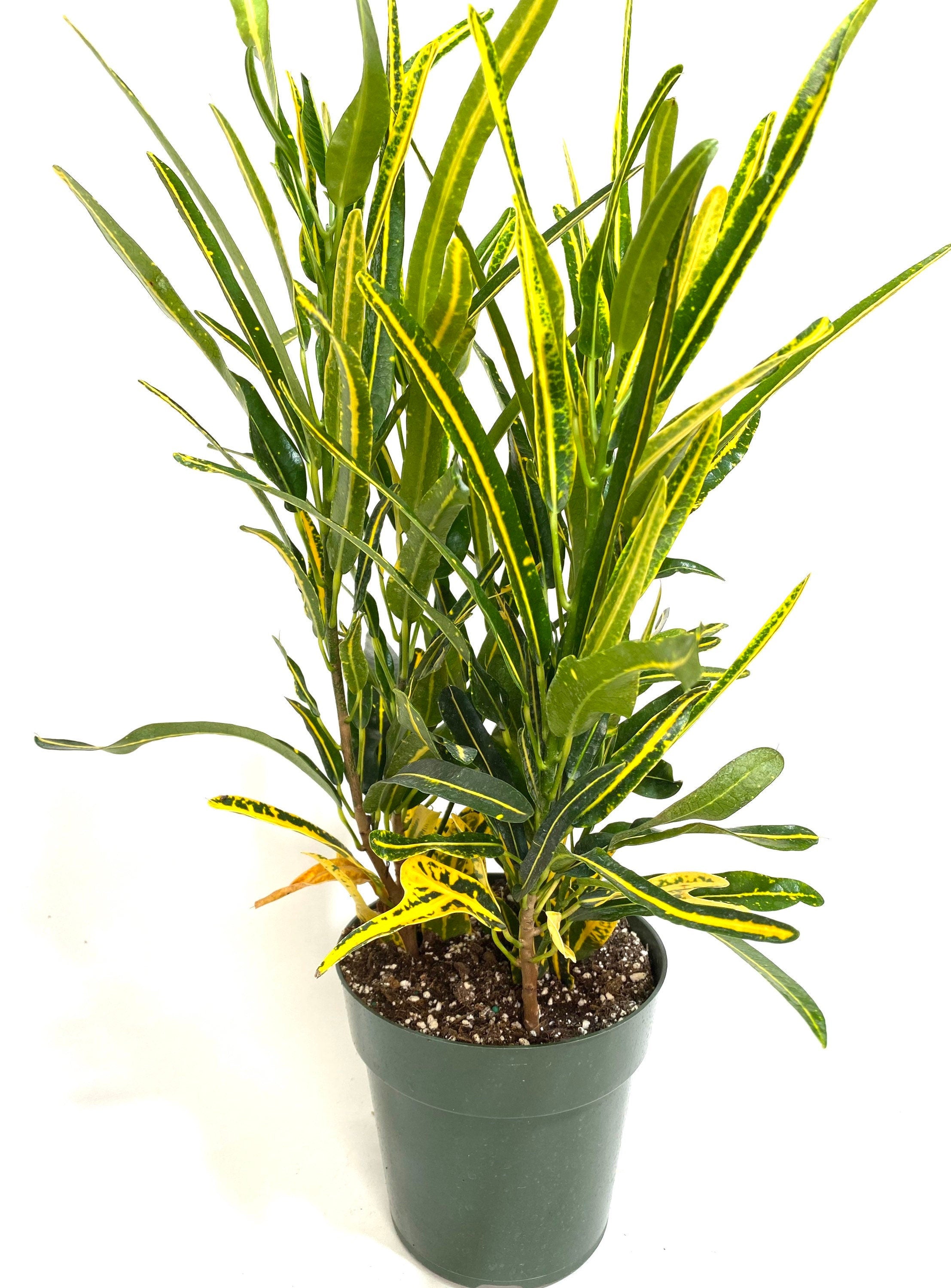 Croton Banana Yellow, Live Tropical Plant indoor or Outdoor front view