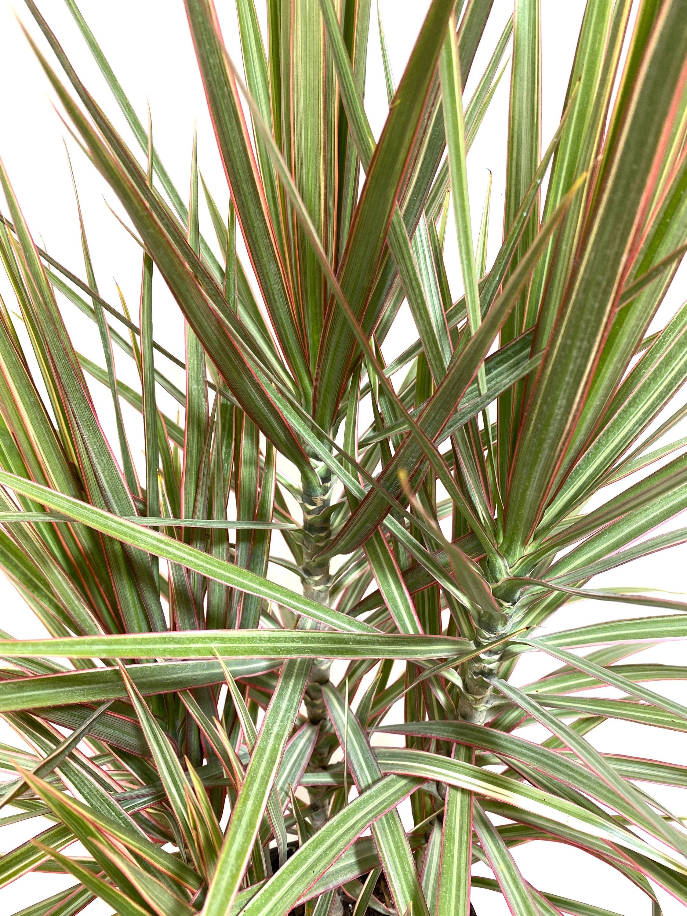 Dracaena Dragon Tree Bicolor Bush