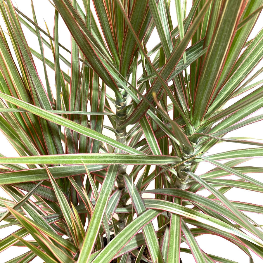 Dracaena Dragon Tree Bicolor Bush