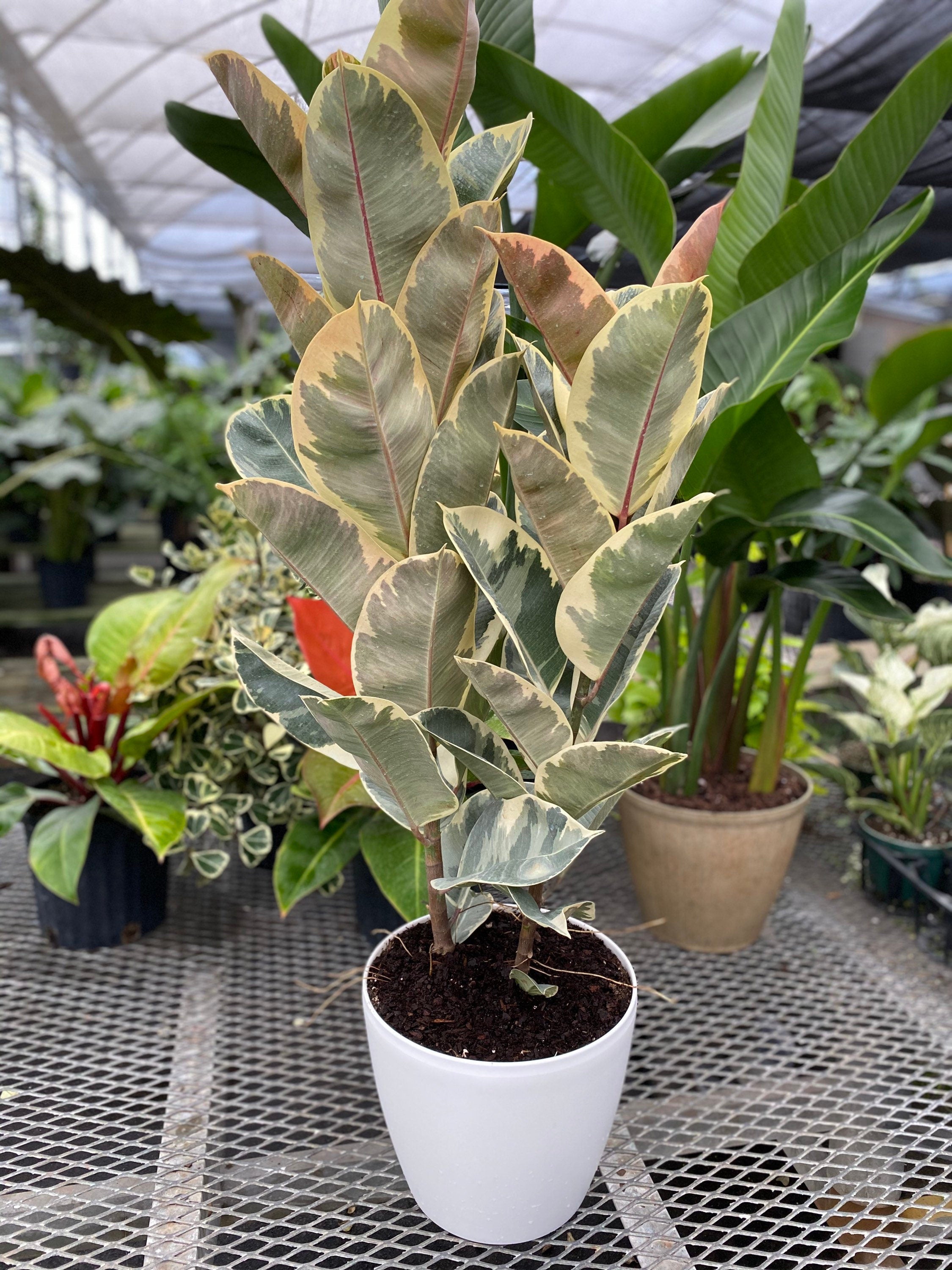 Ficus Tineke Tree Form Double, Variegated Rubber Tree in a white pot