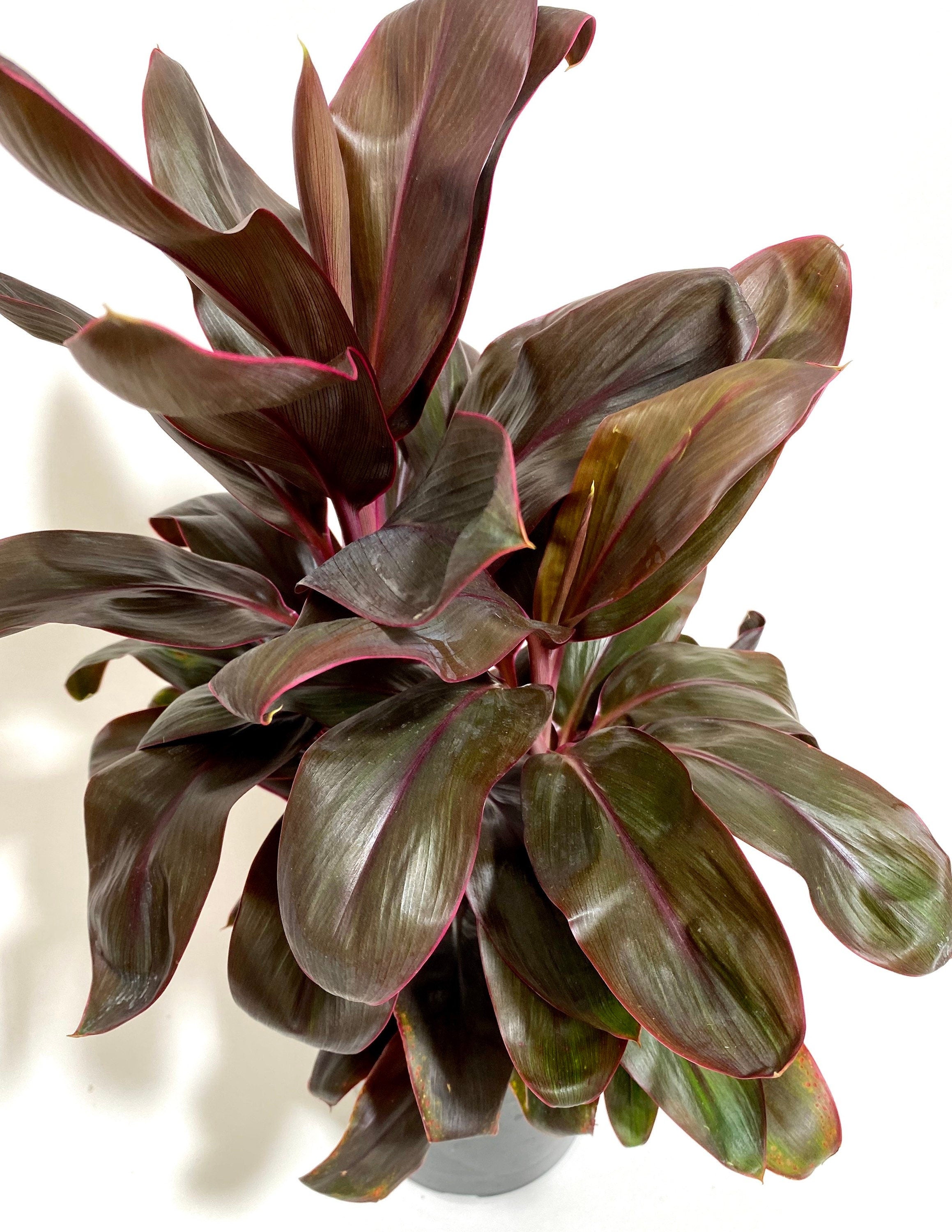 leaves of Cordyline Fruticosa Ruby, Good Luck Plant