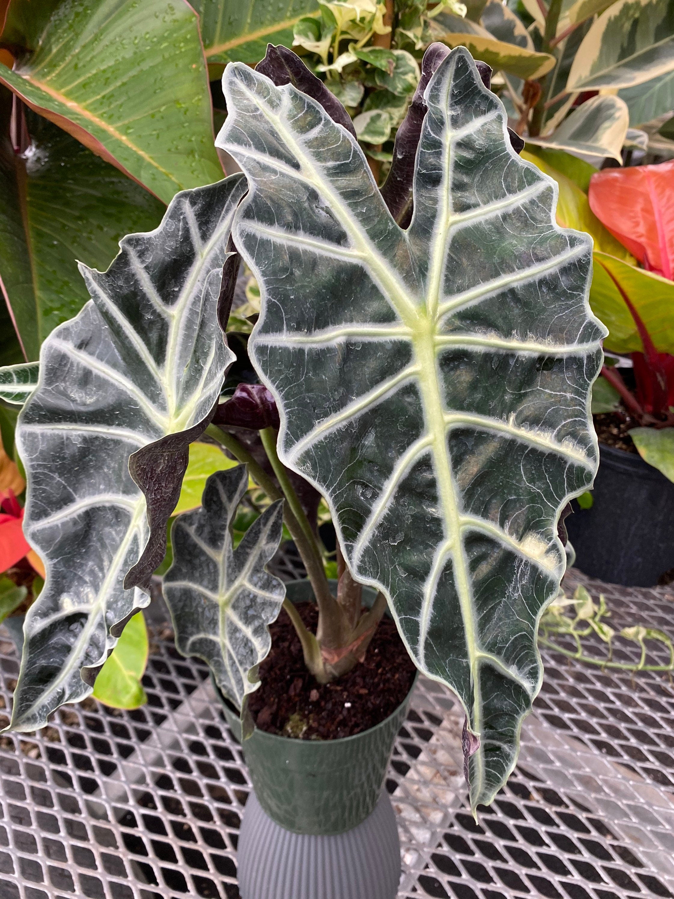 upper view of Alocasia Amazonica Polly, African Mask