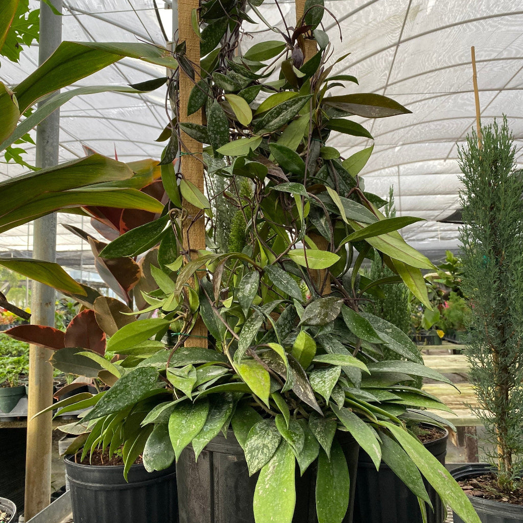 Hoya Publicalyx Splash in Trellis, Live Plant Variegated